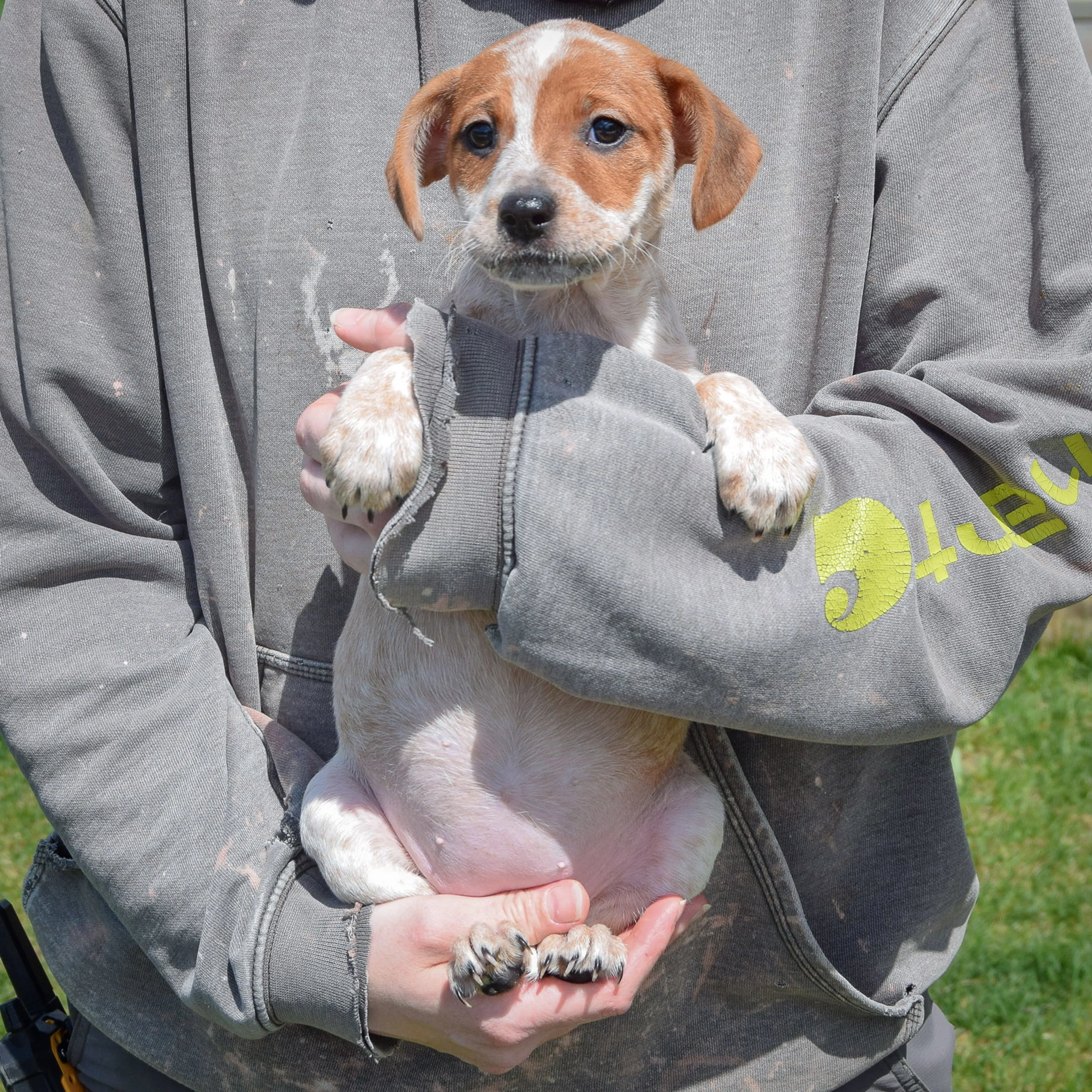 Found pet-3