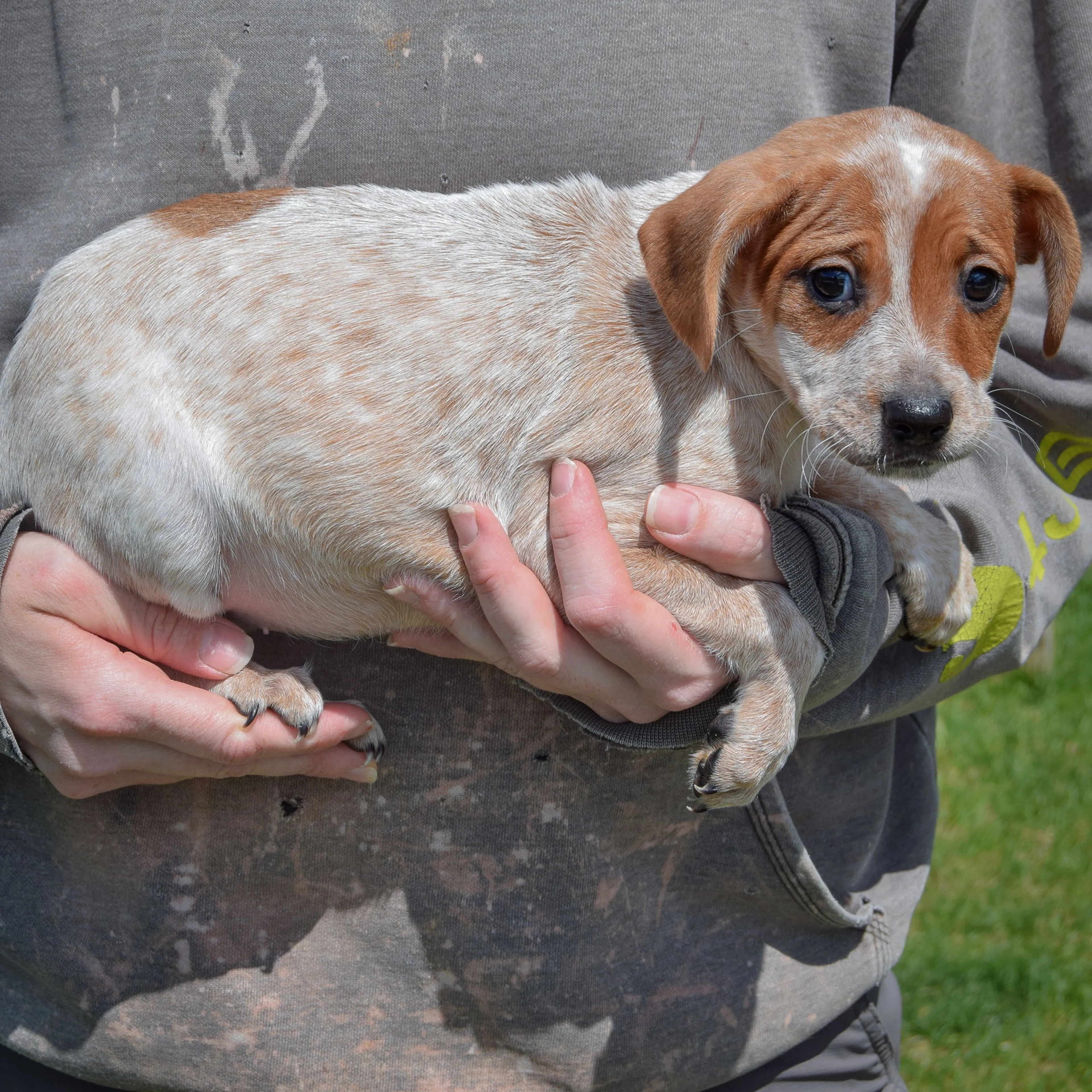 Found pet-1