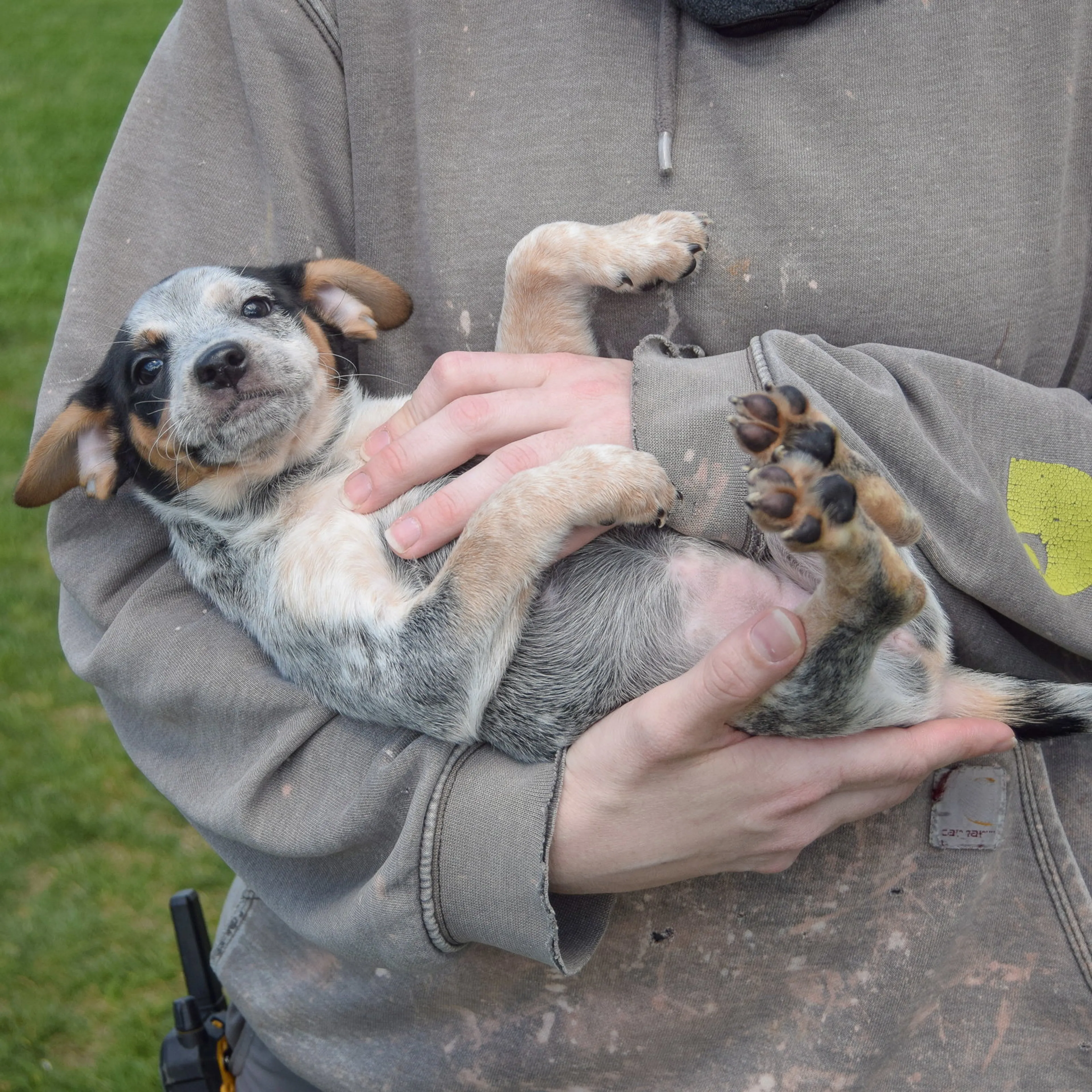 Found pet-3