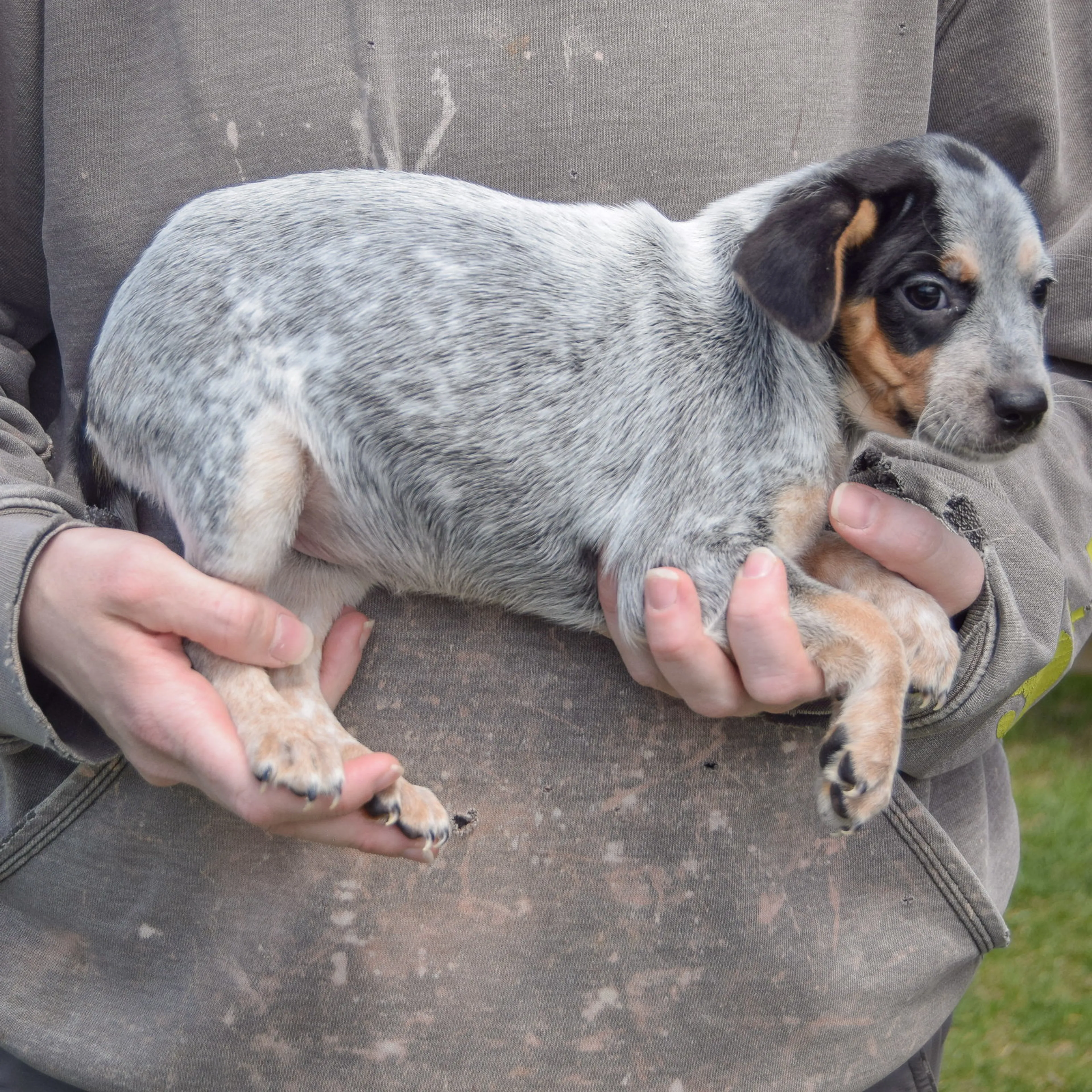 Found pet-1