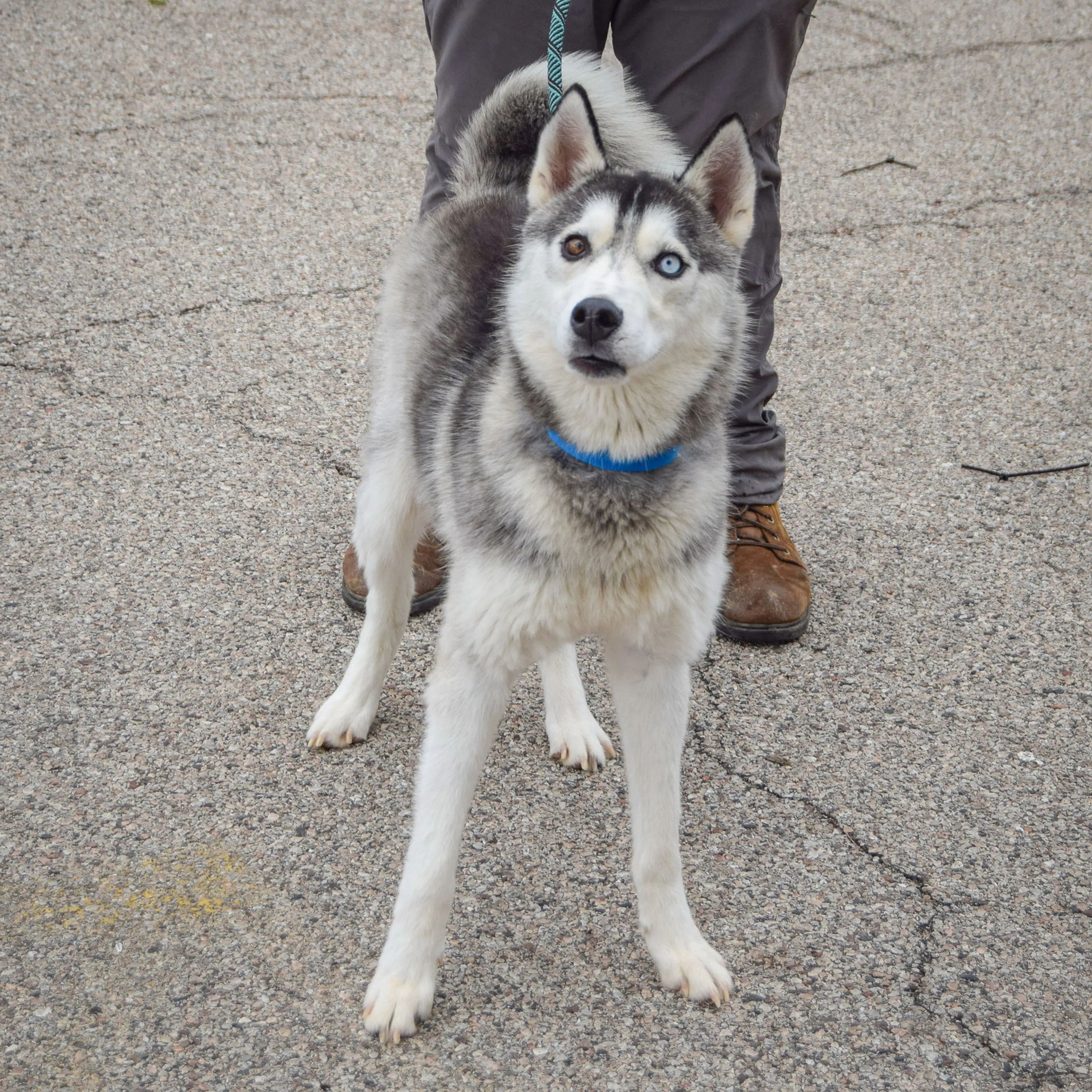 Found pet-1