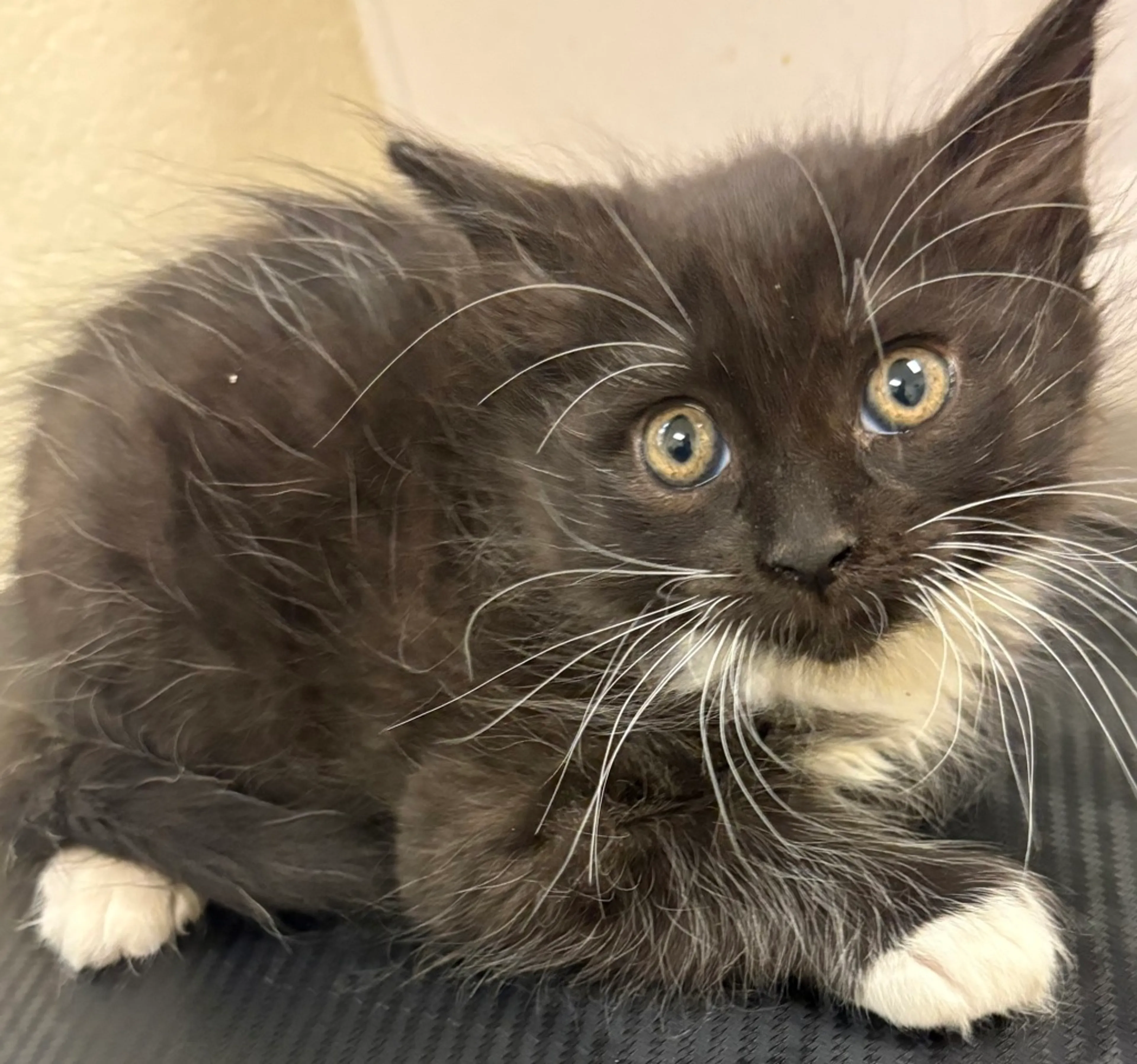 Found pet
