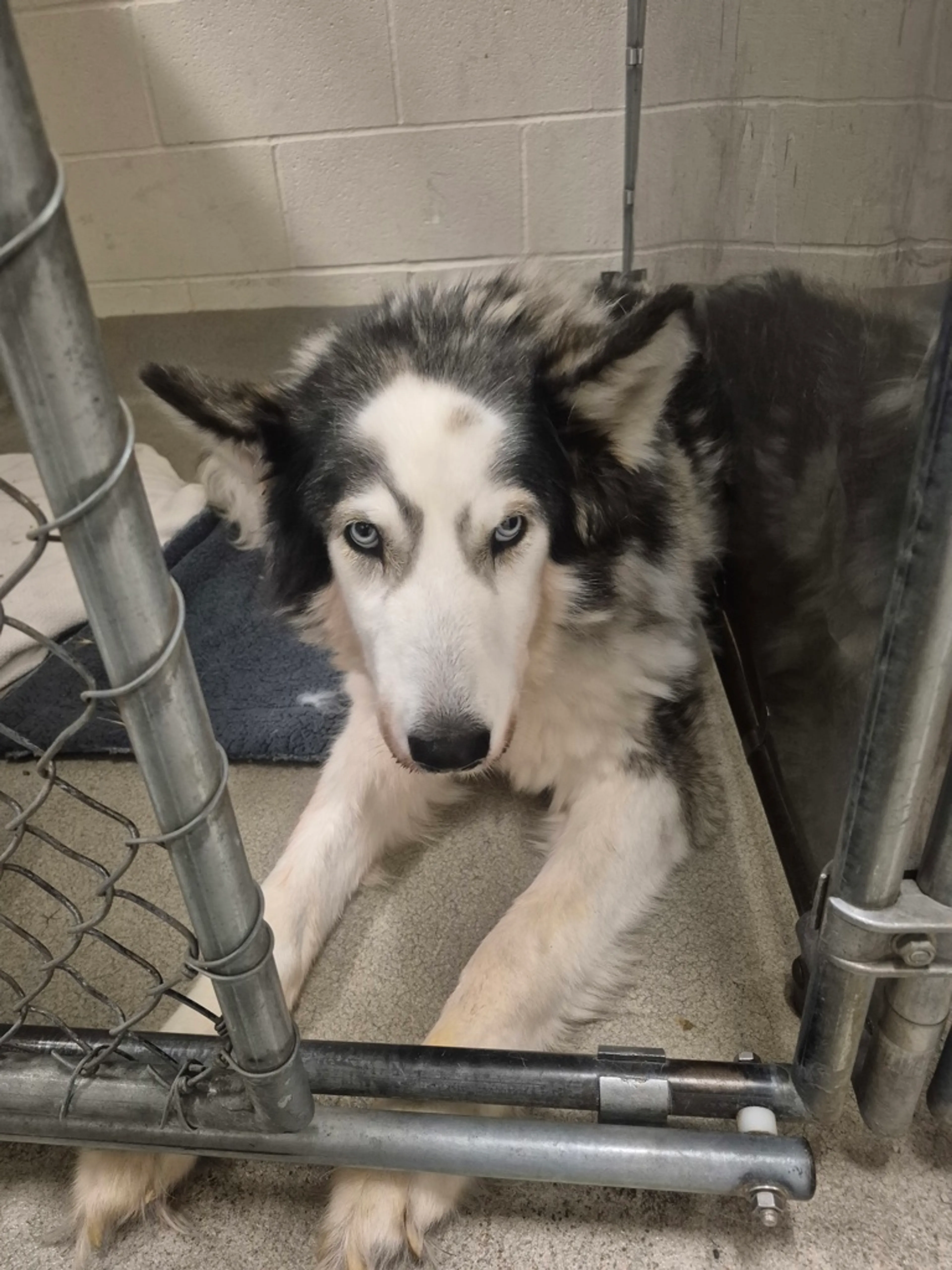 Found pet