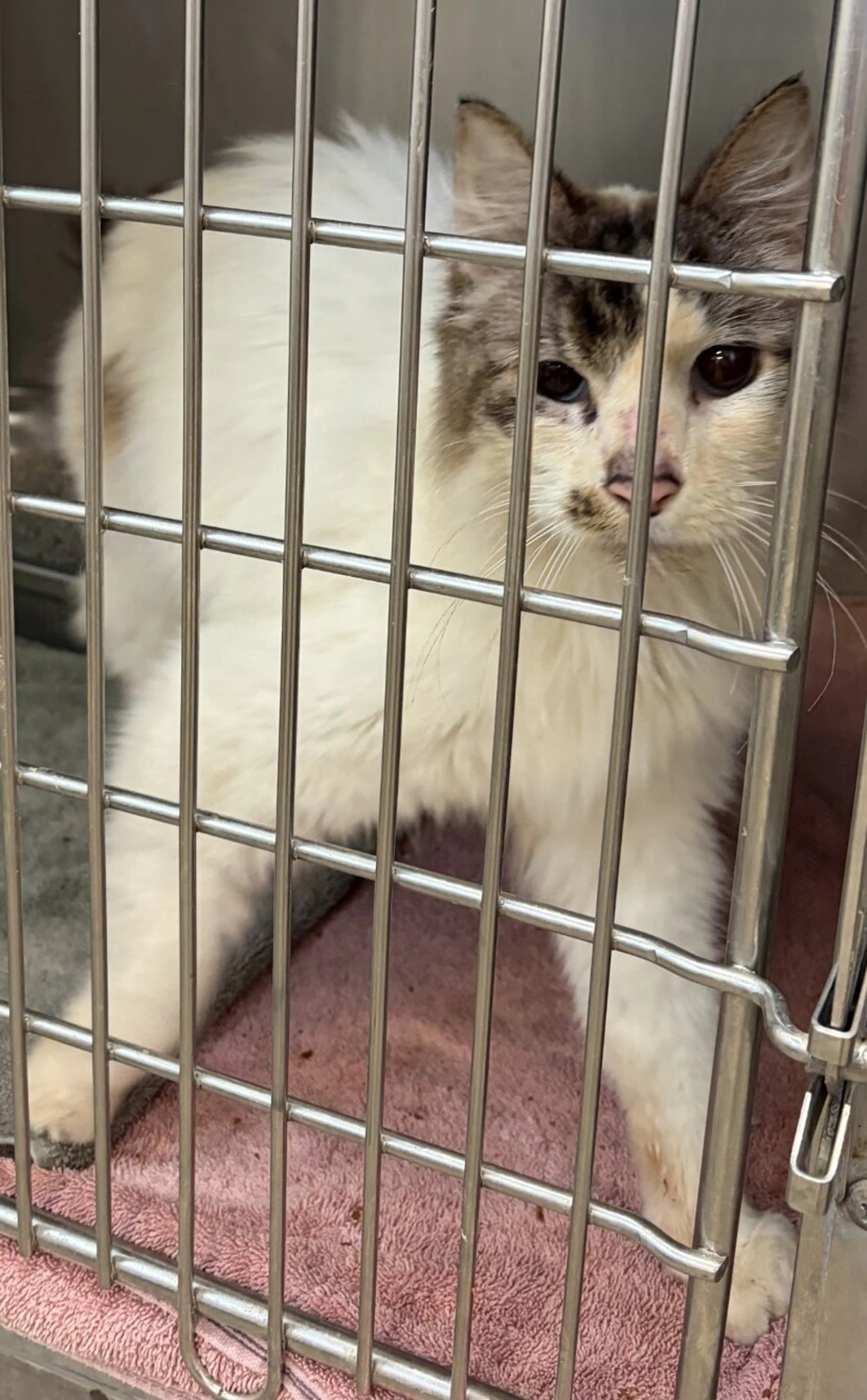 Found pet