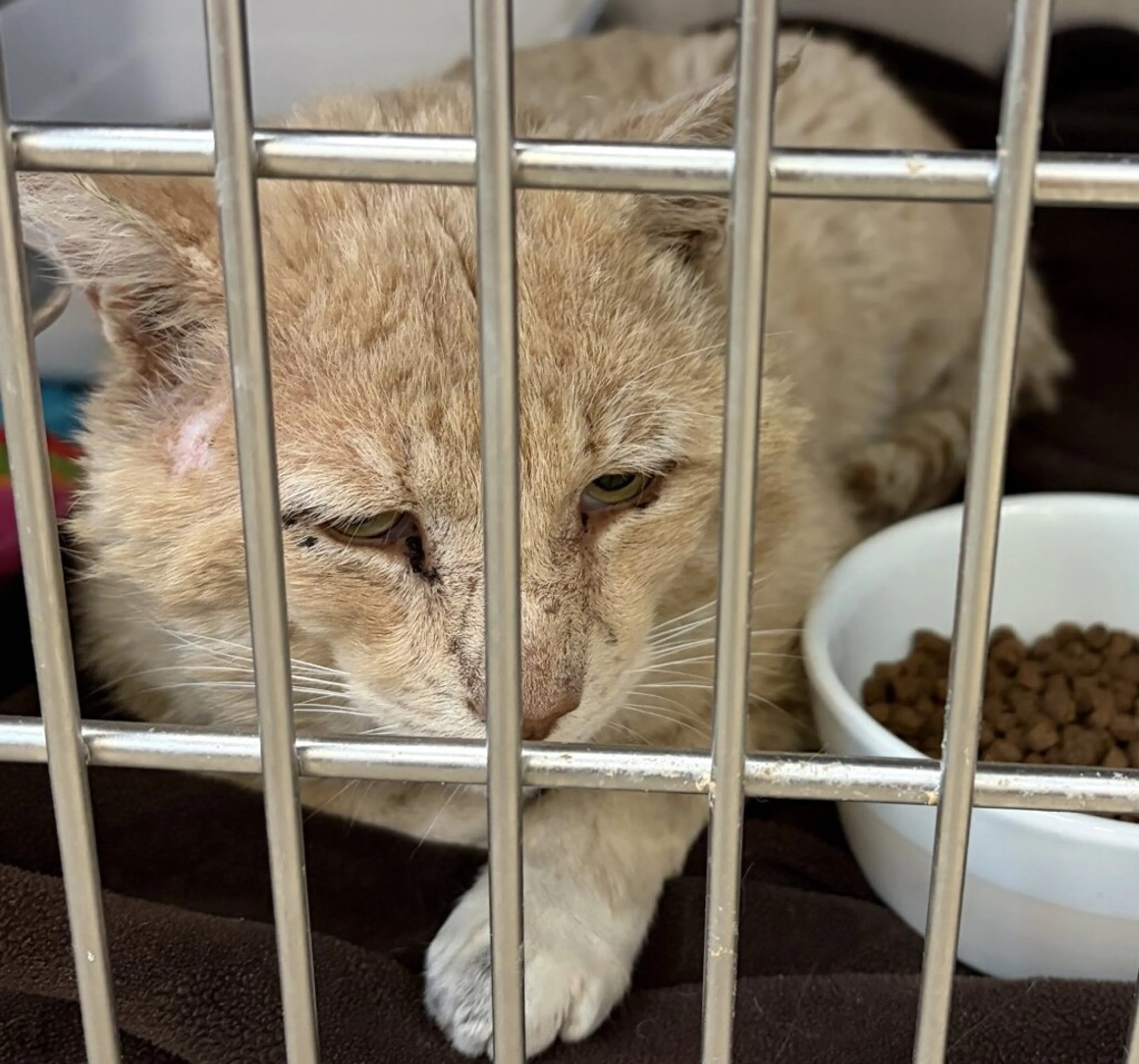 Found pet