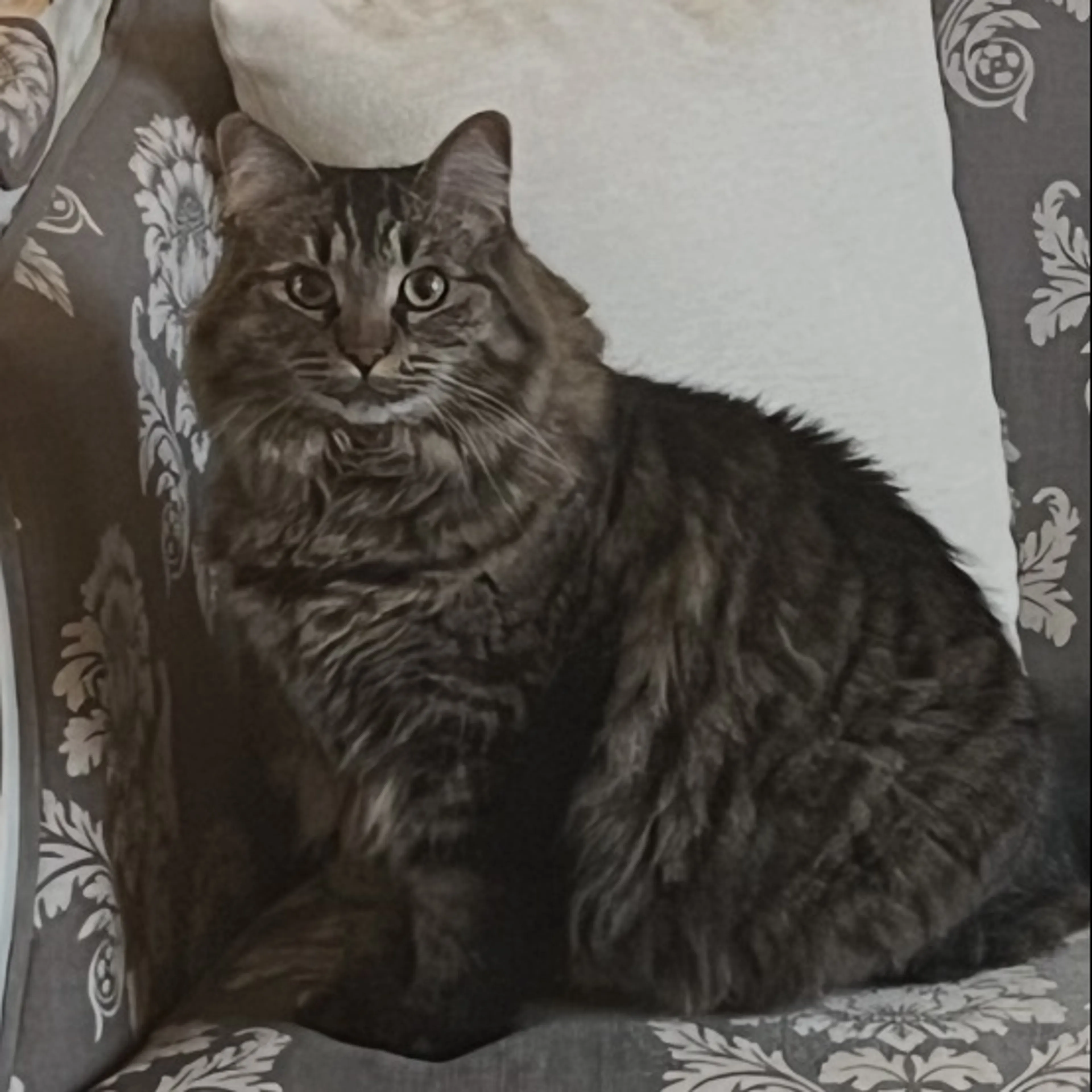 Lost pet