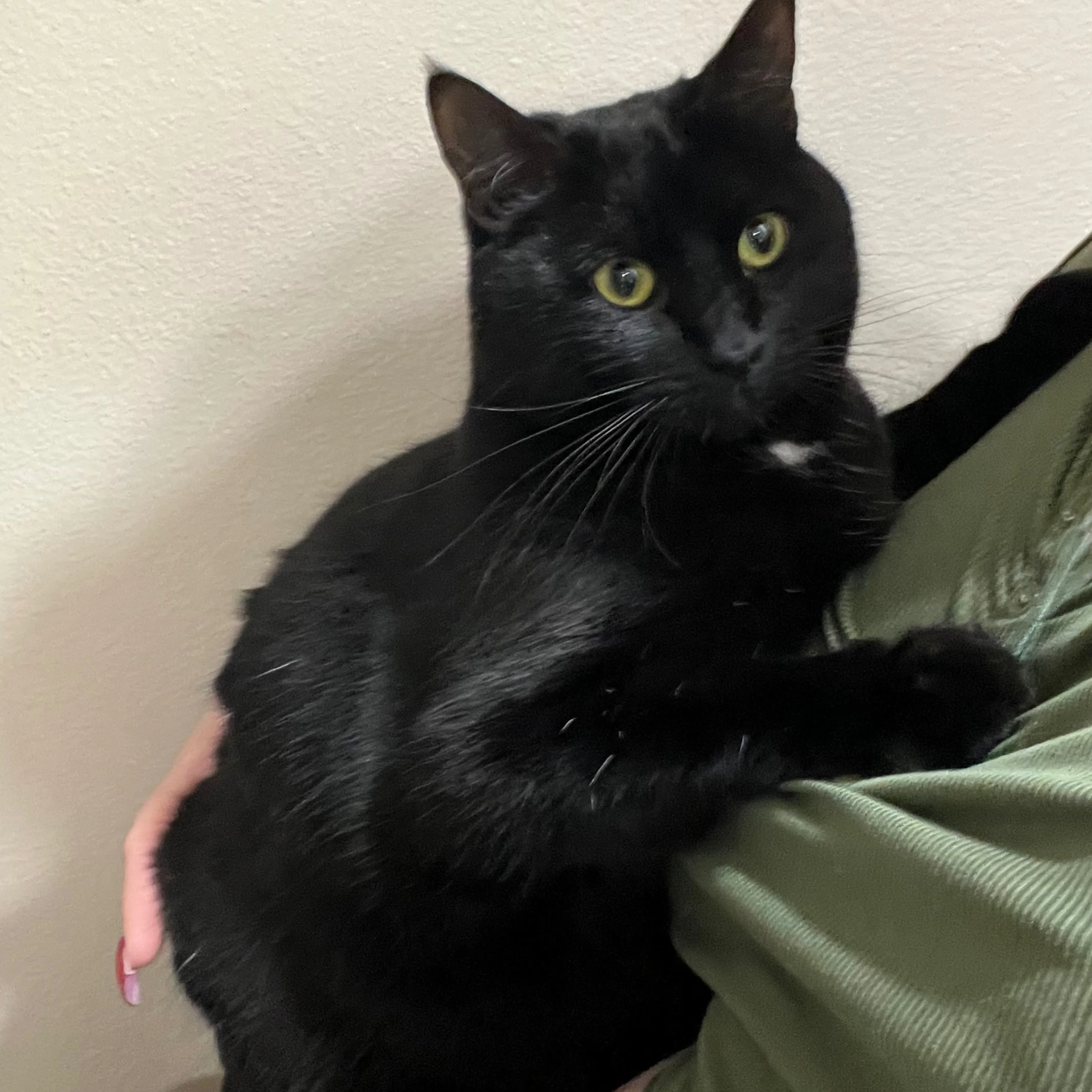 Lost pet-2