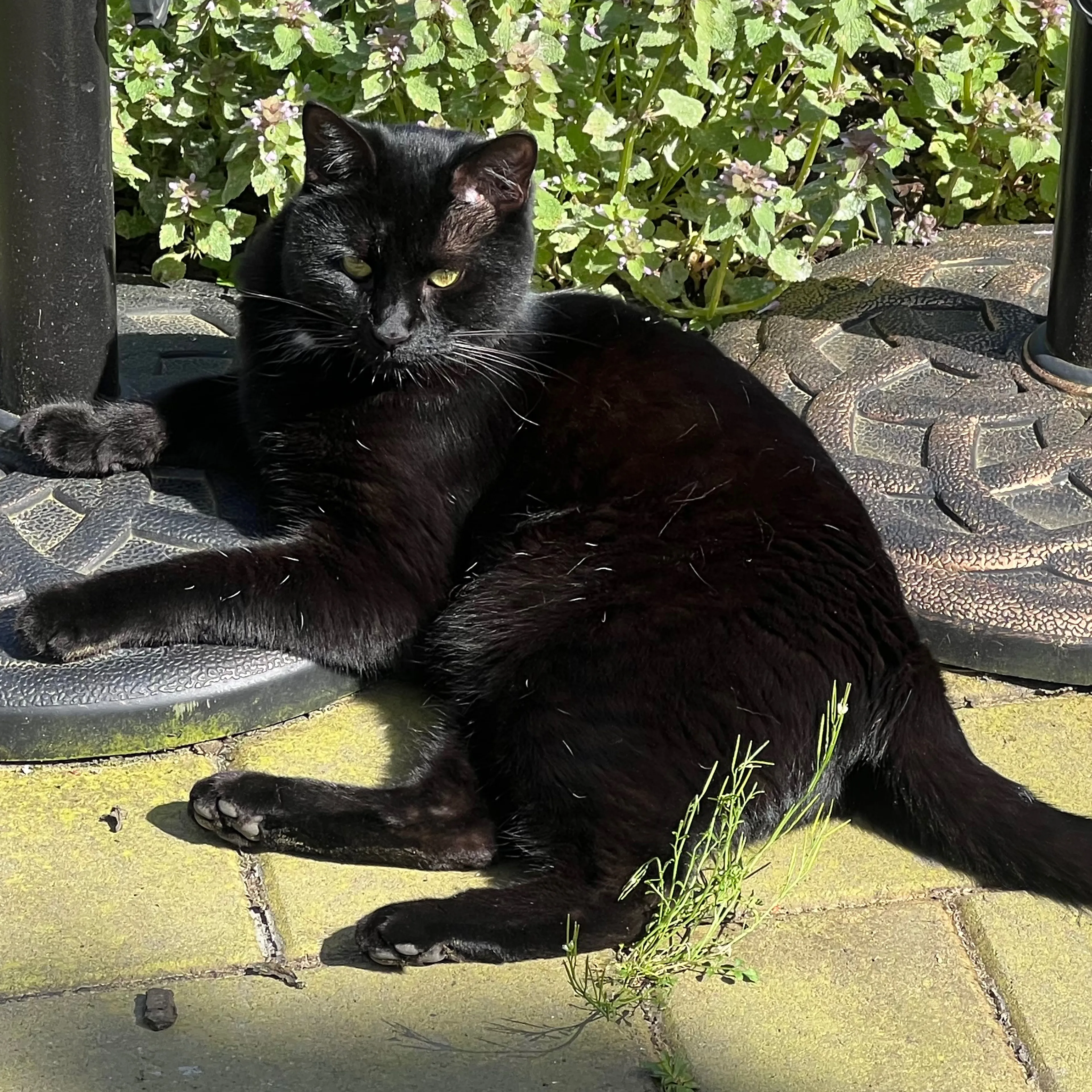 Lost pet-1