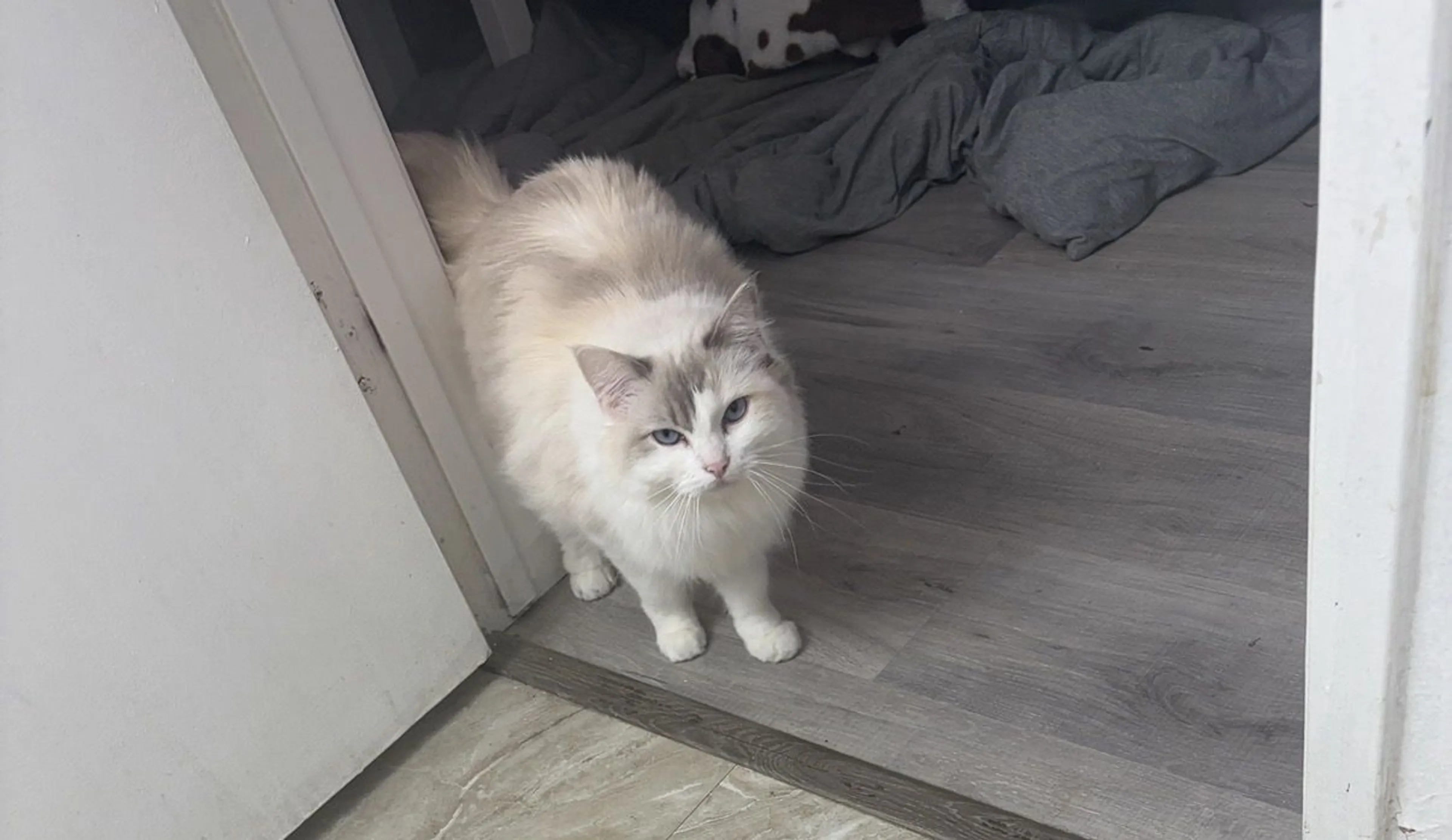 Lost pet-2