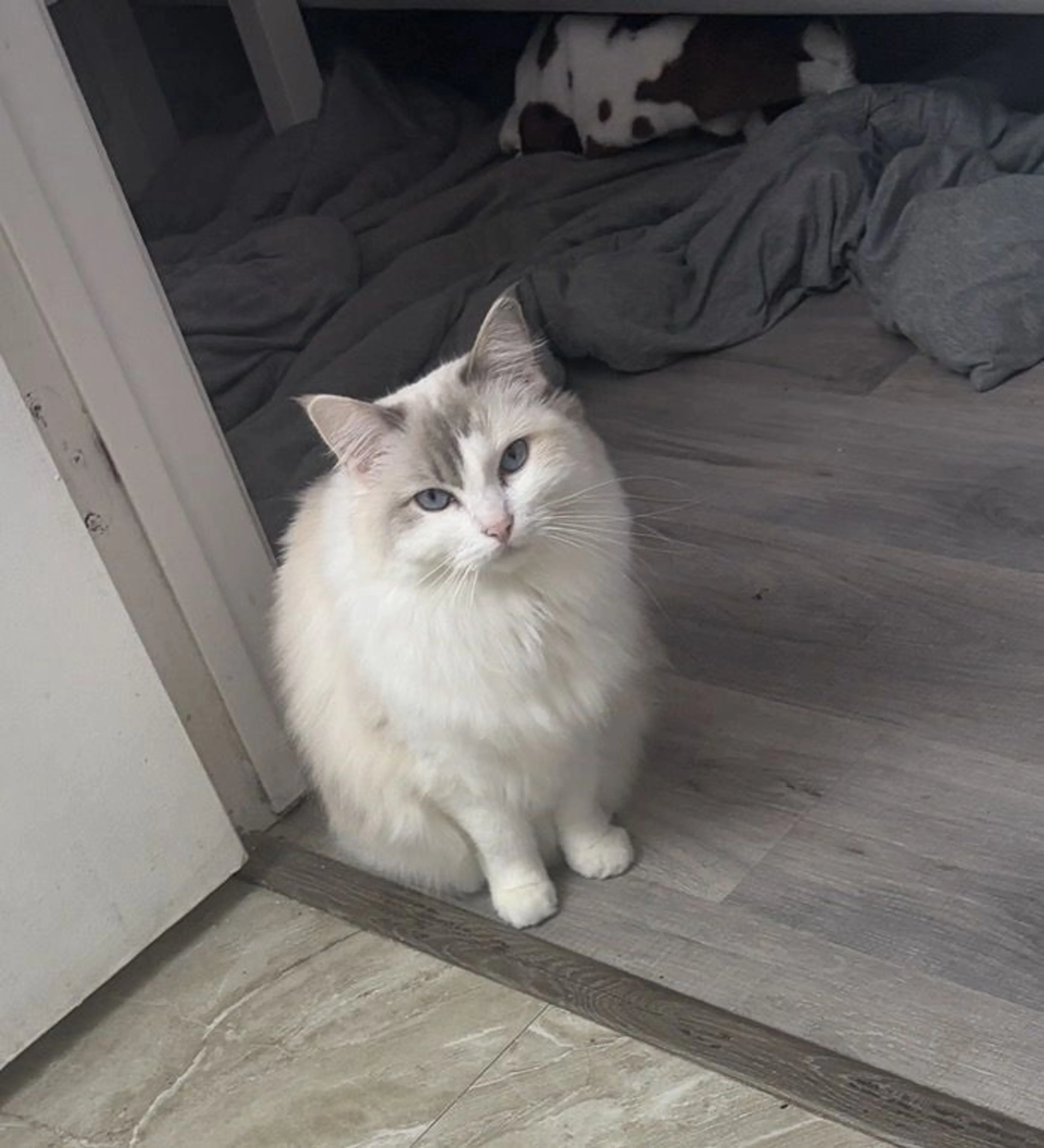 Lost pet-0