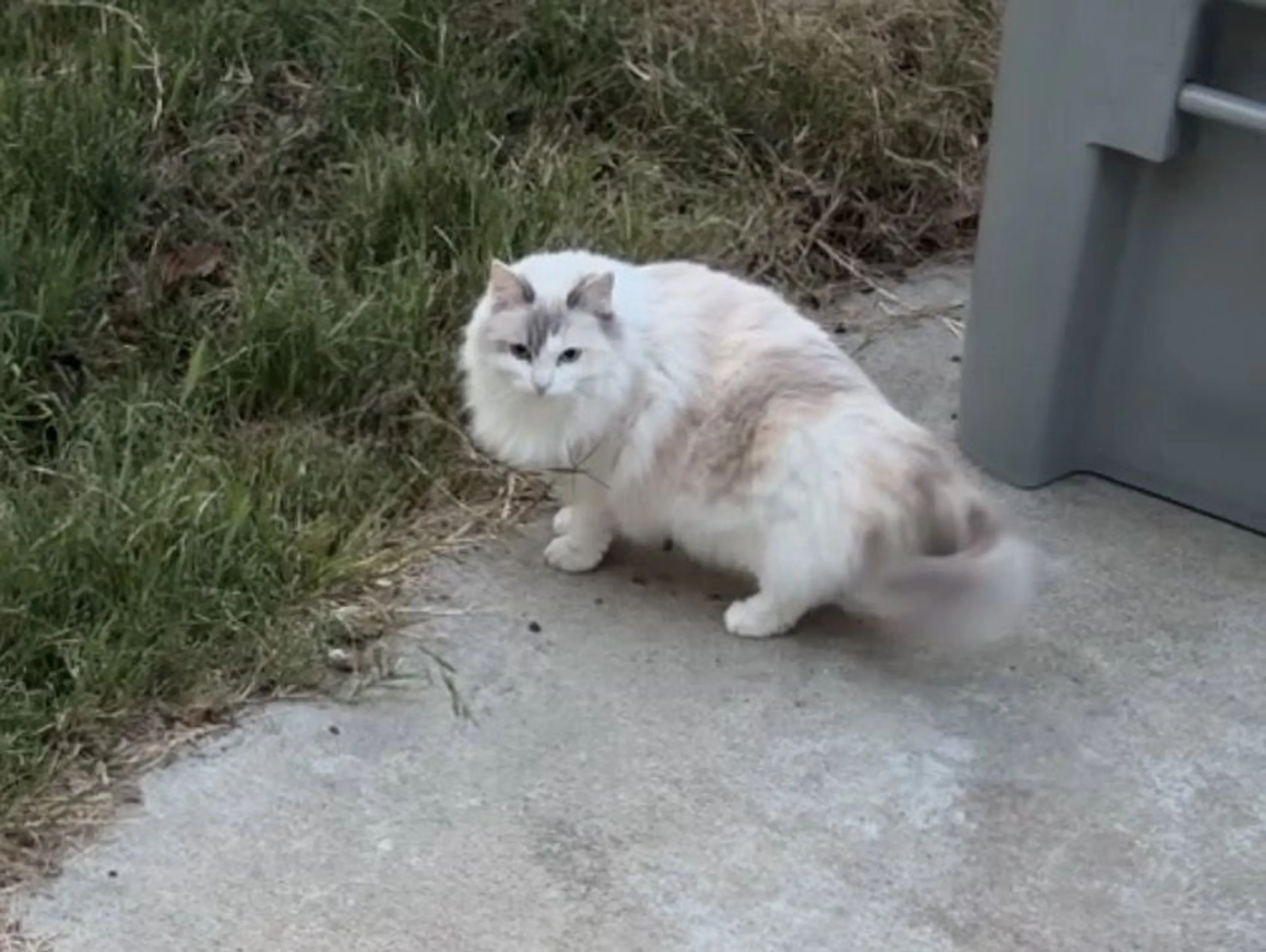 Lost pet-1