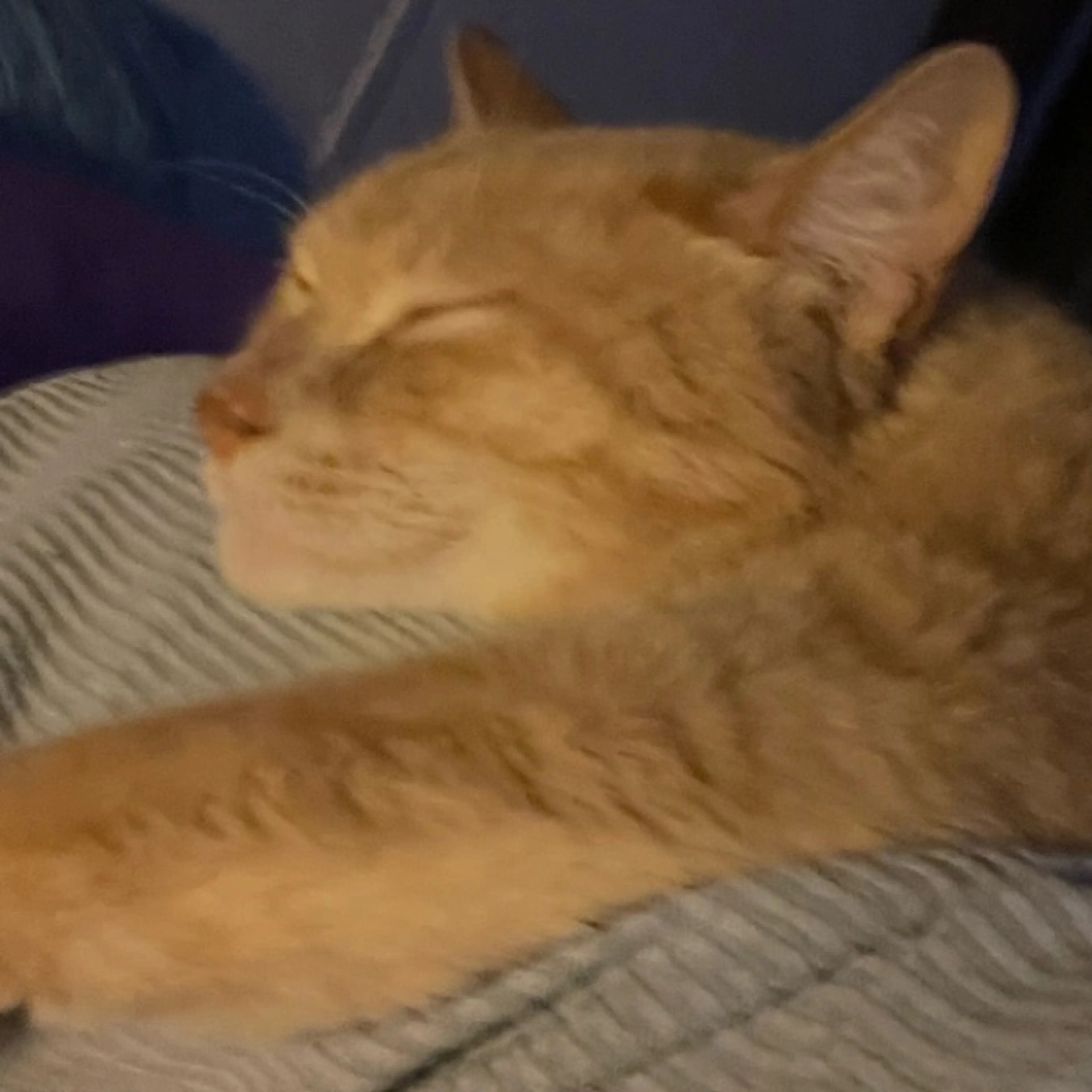 Lost pet-0