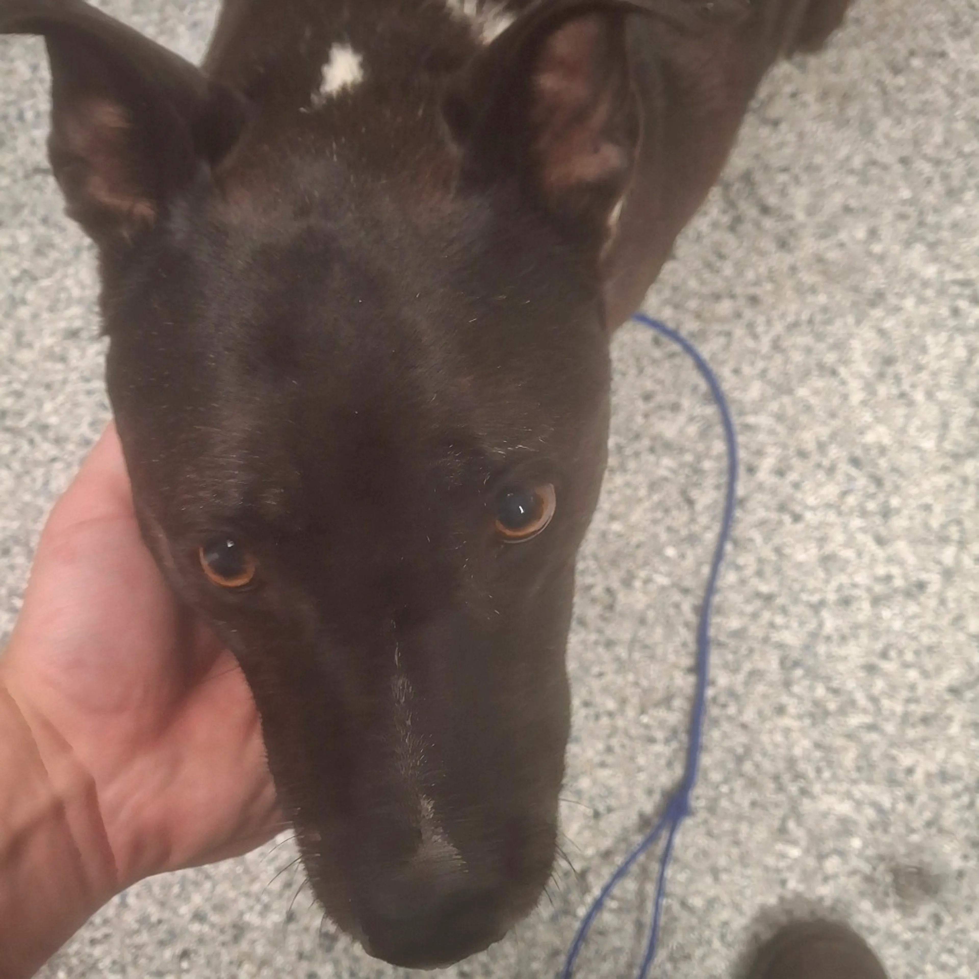 Found pet