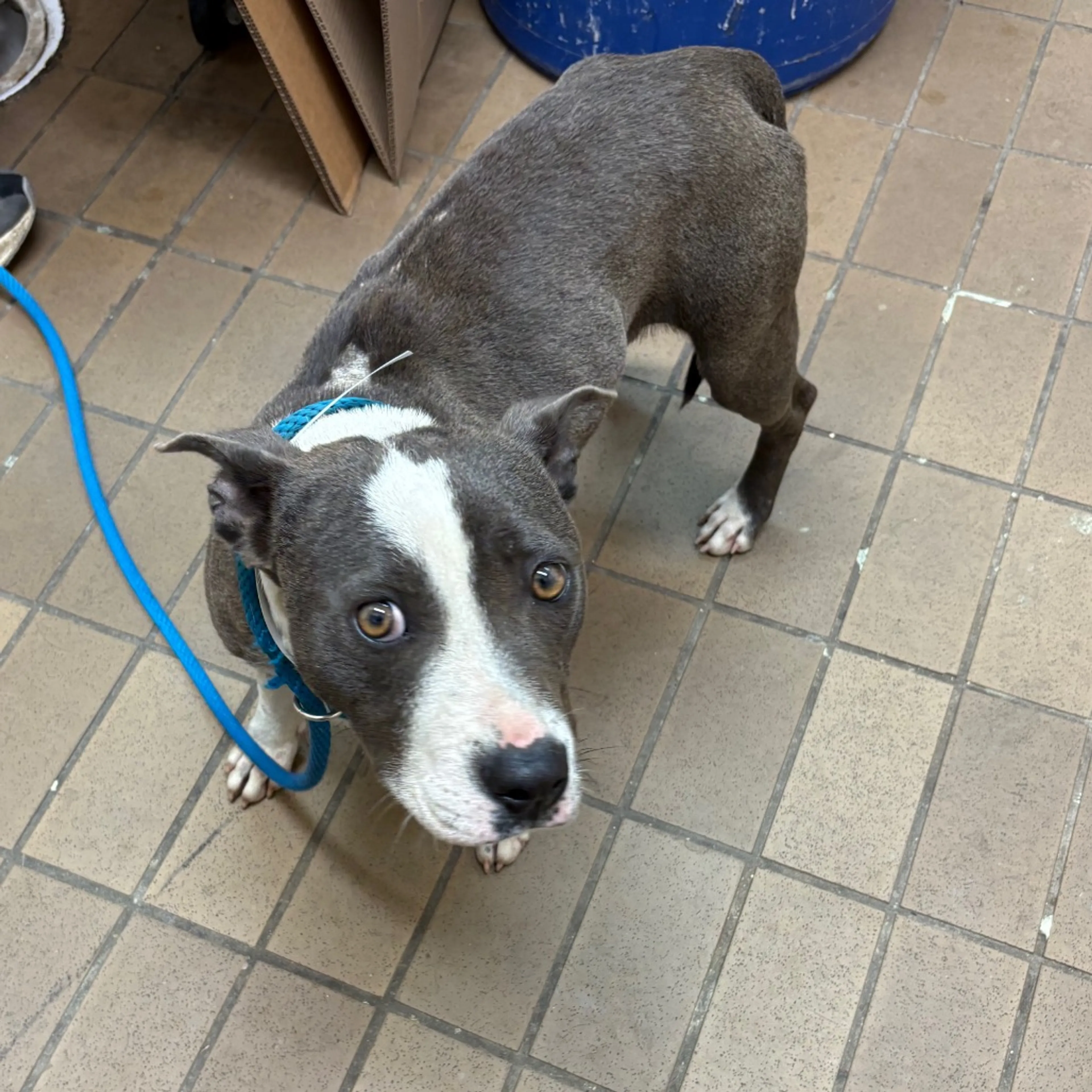 Found pet