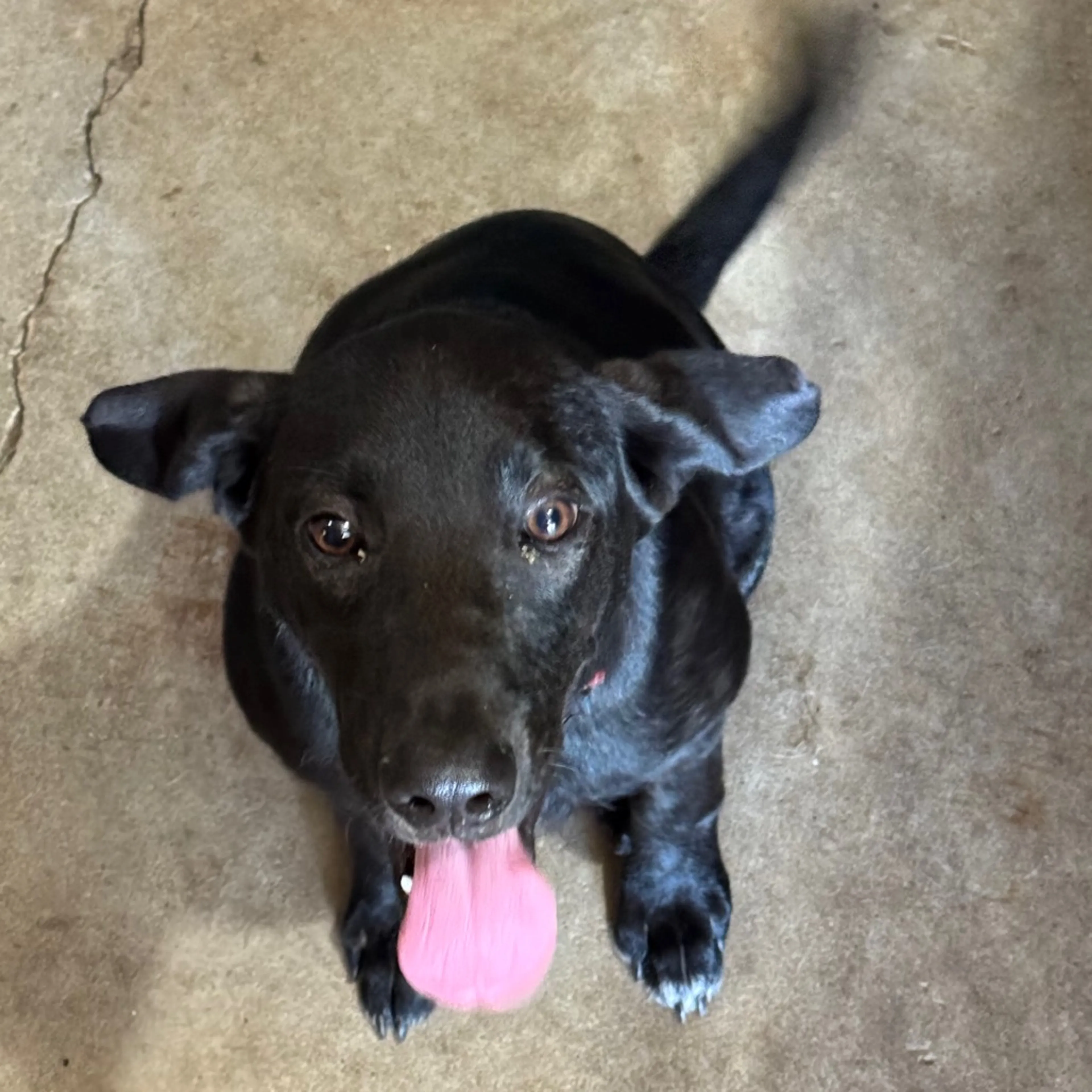 Found pet