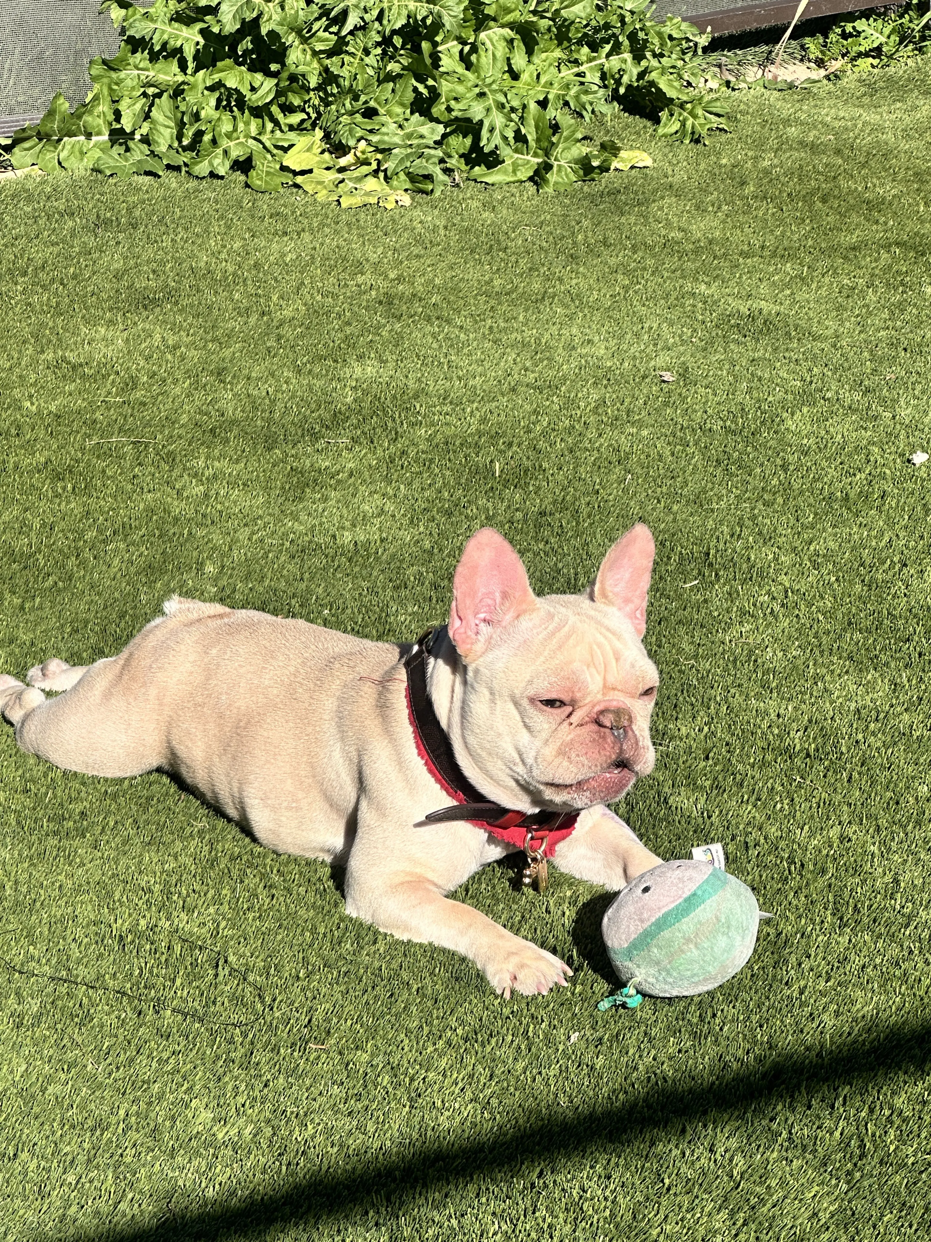Lost pet-0