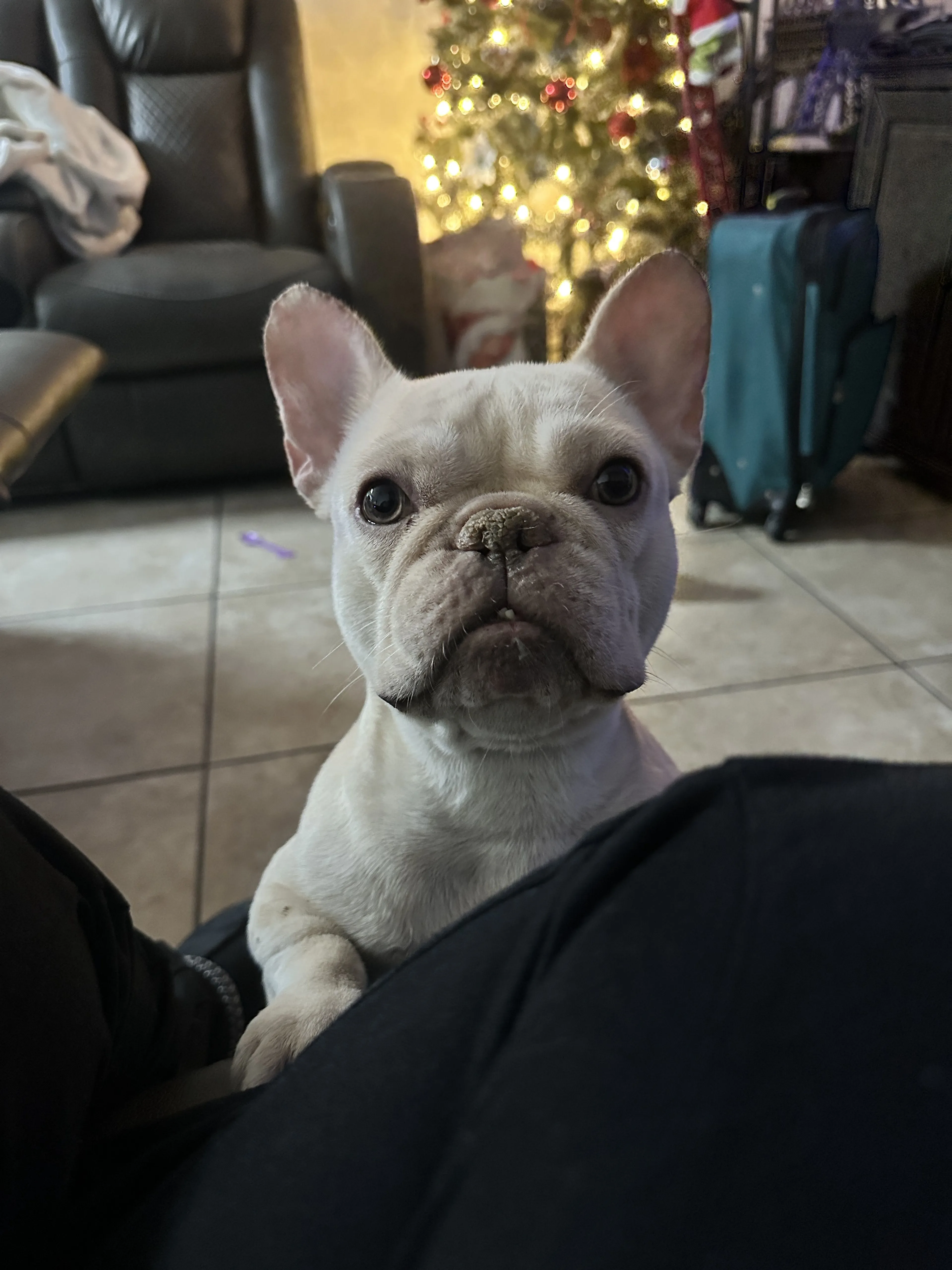 Lost pet-1