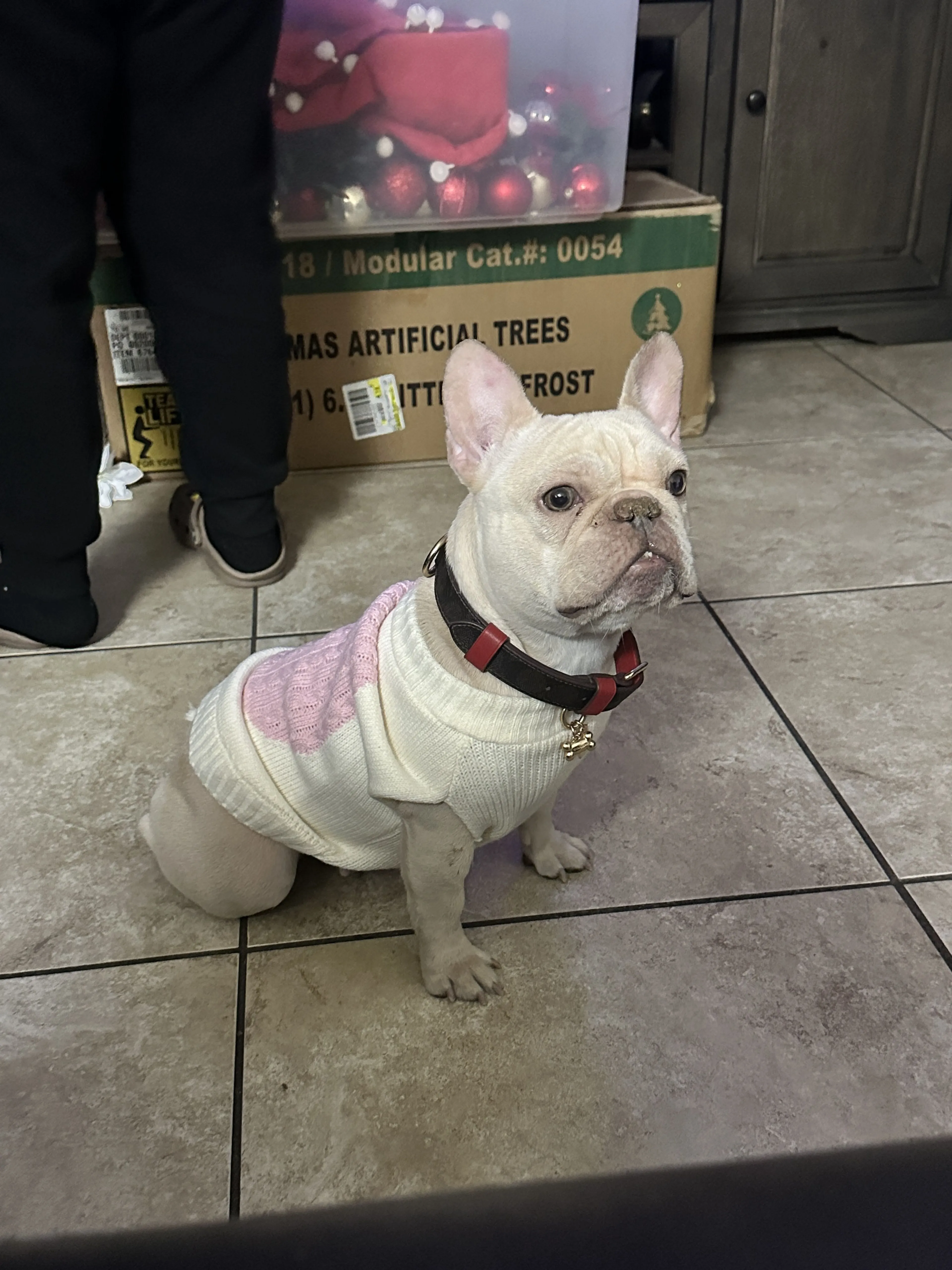 Lost pet-2