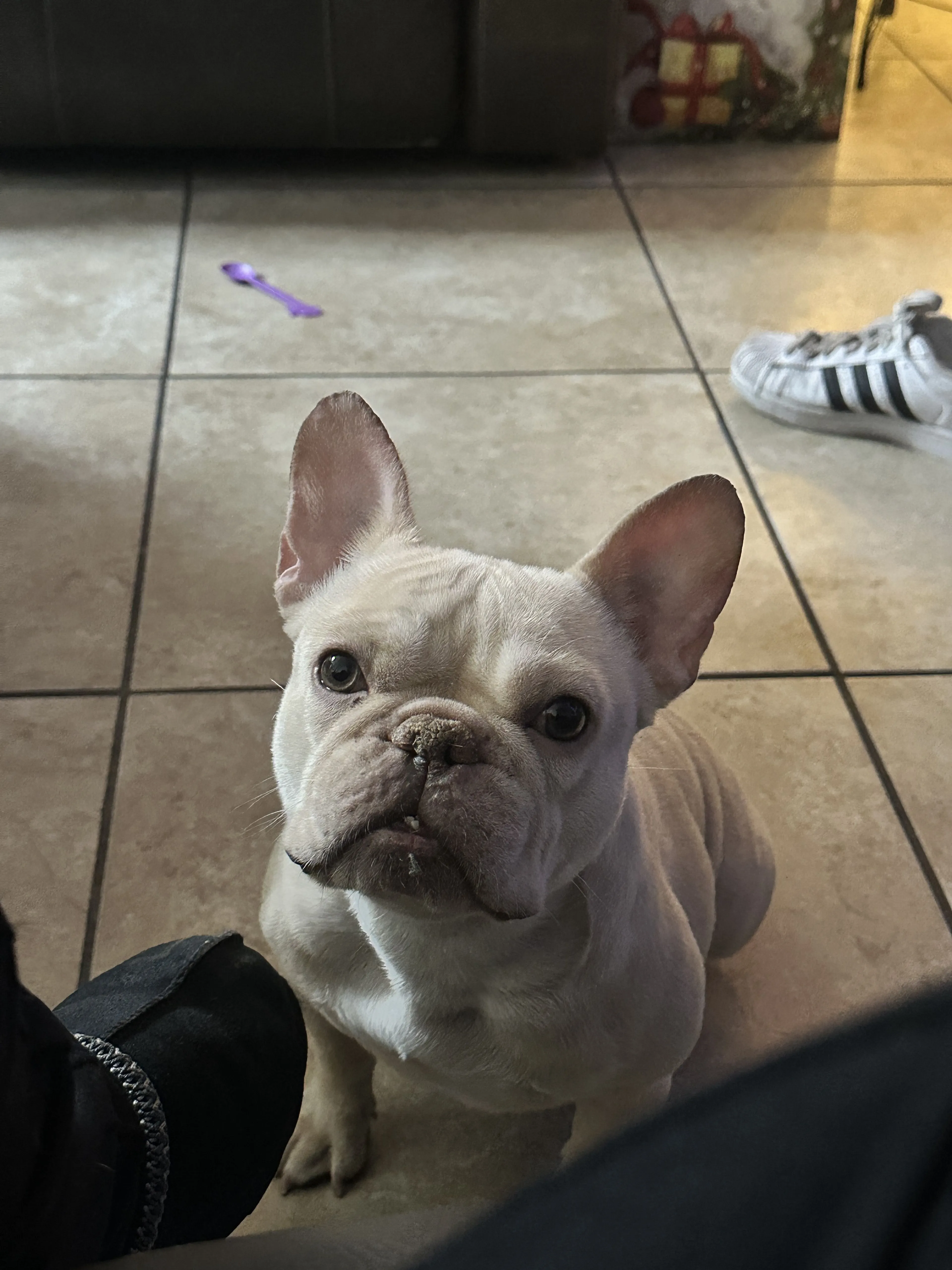 Lost pet-3