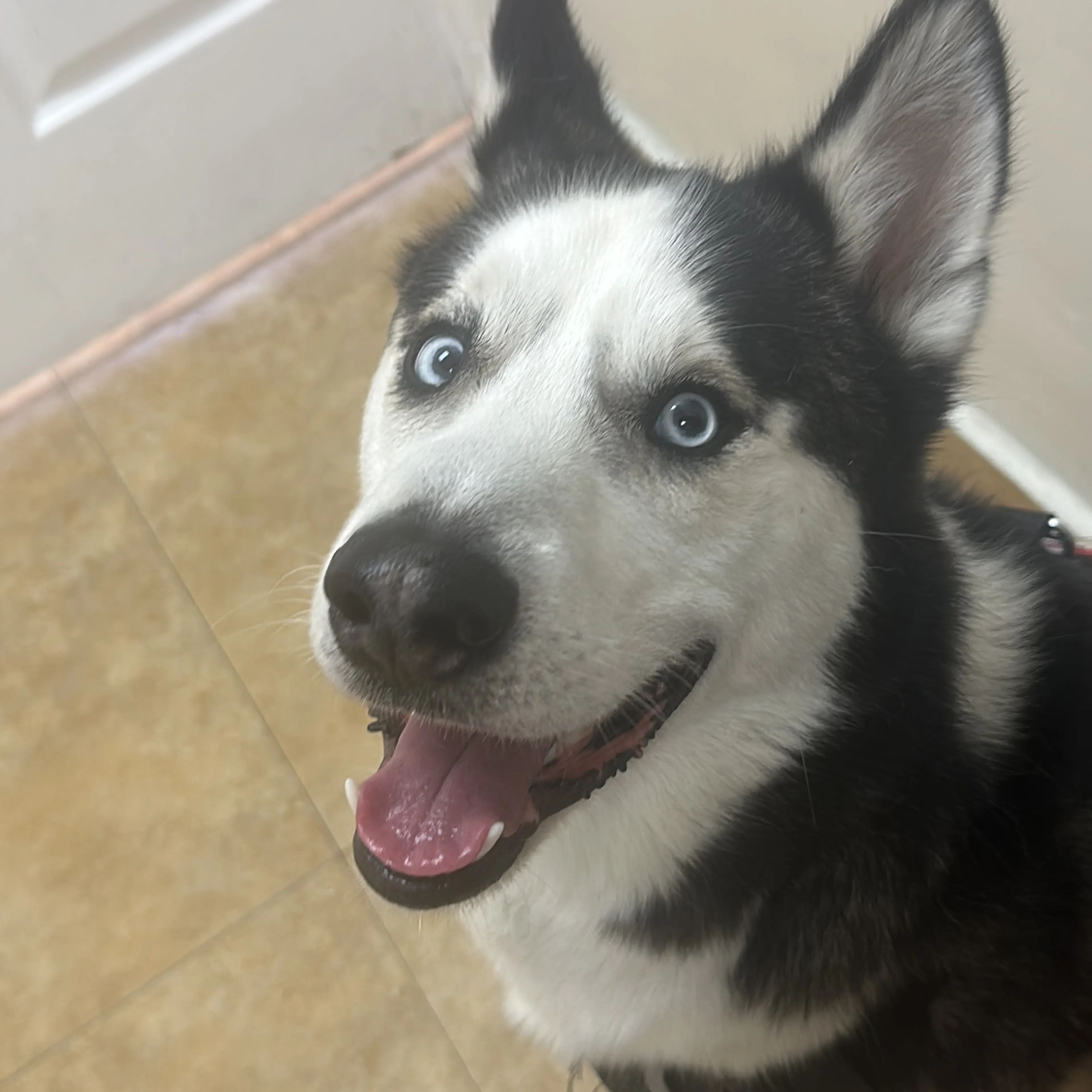 Lost pet-3