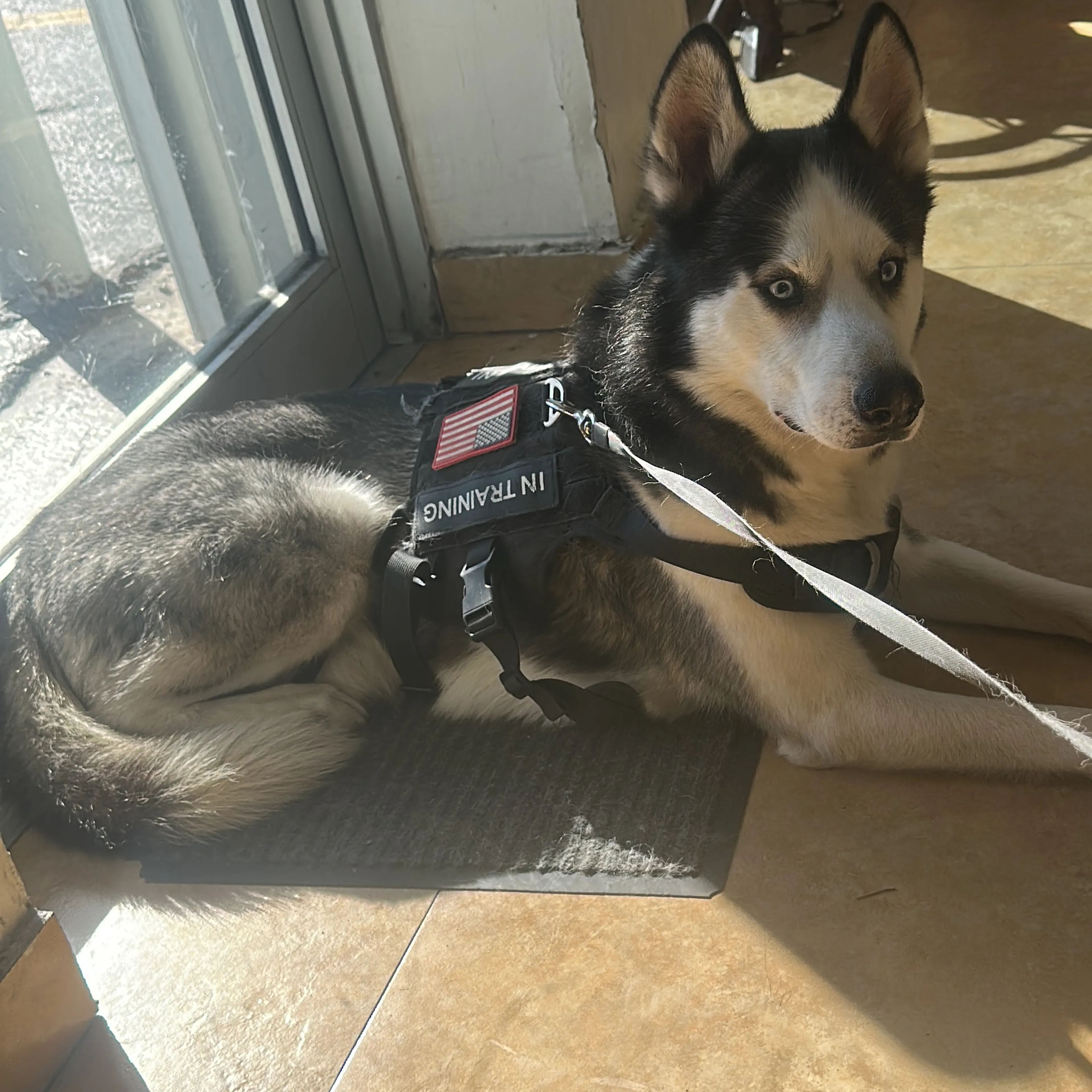 Lost pet-1