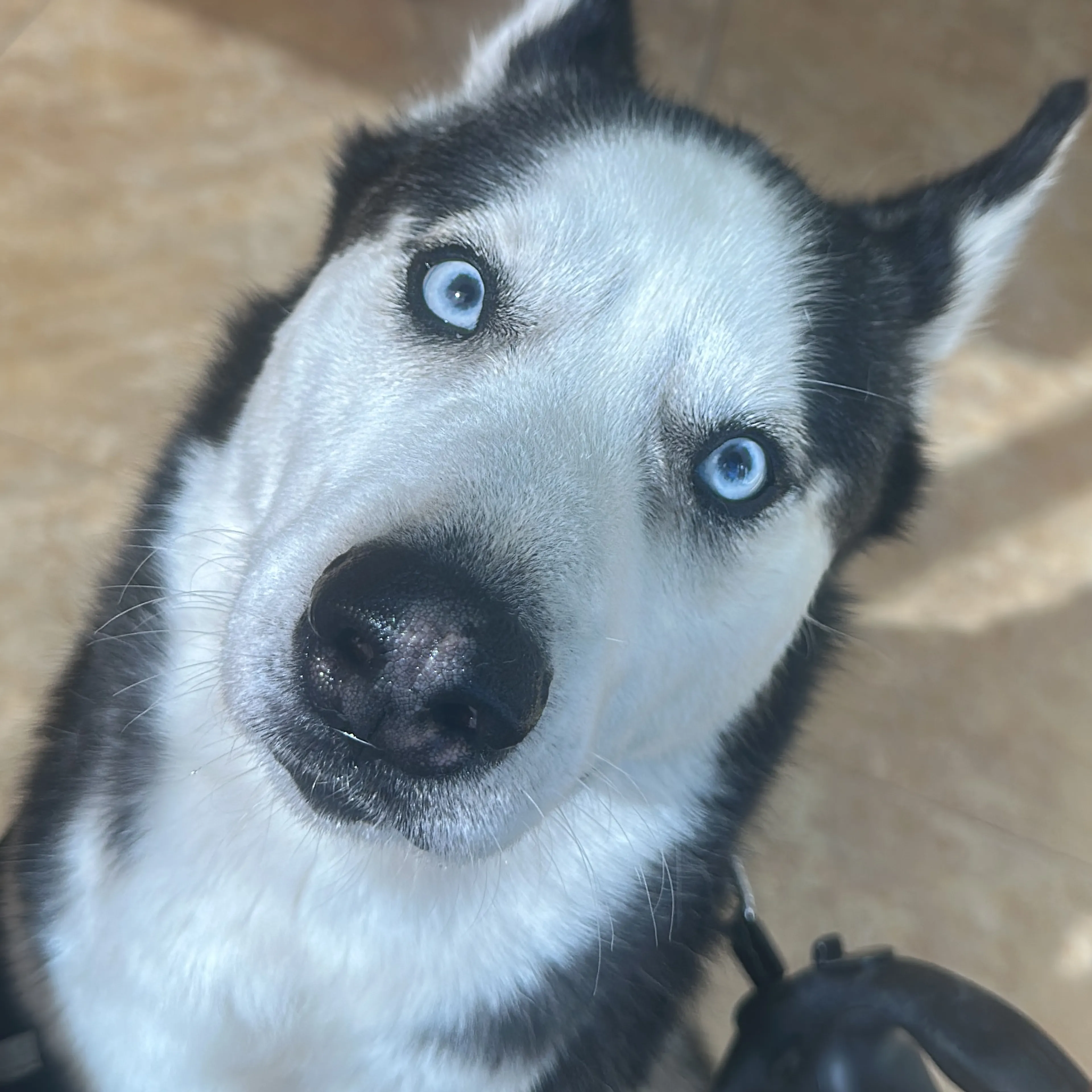 Lost pet-2