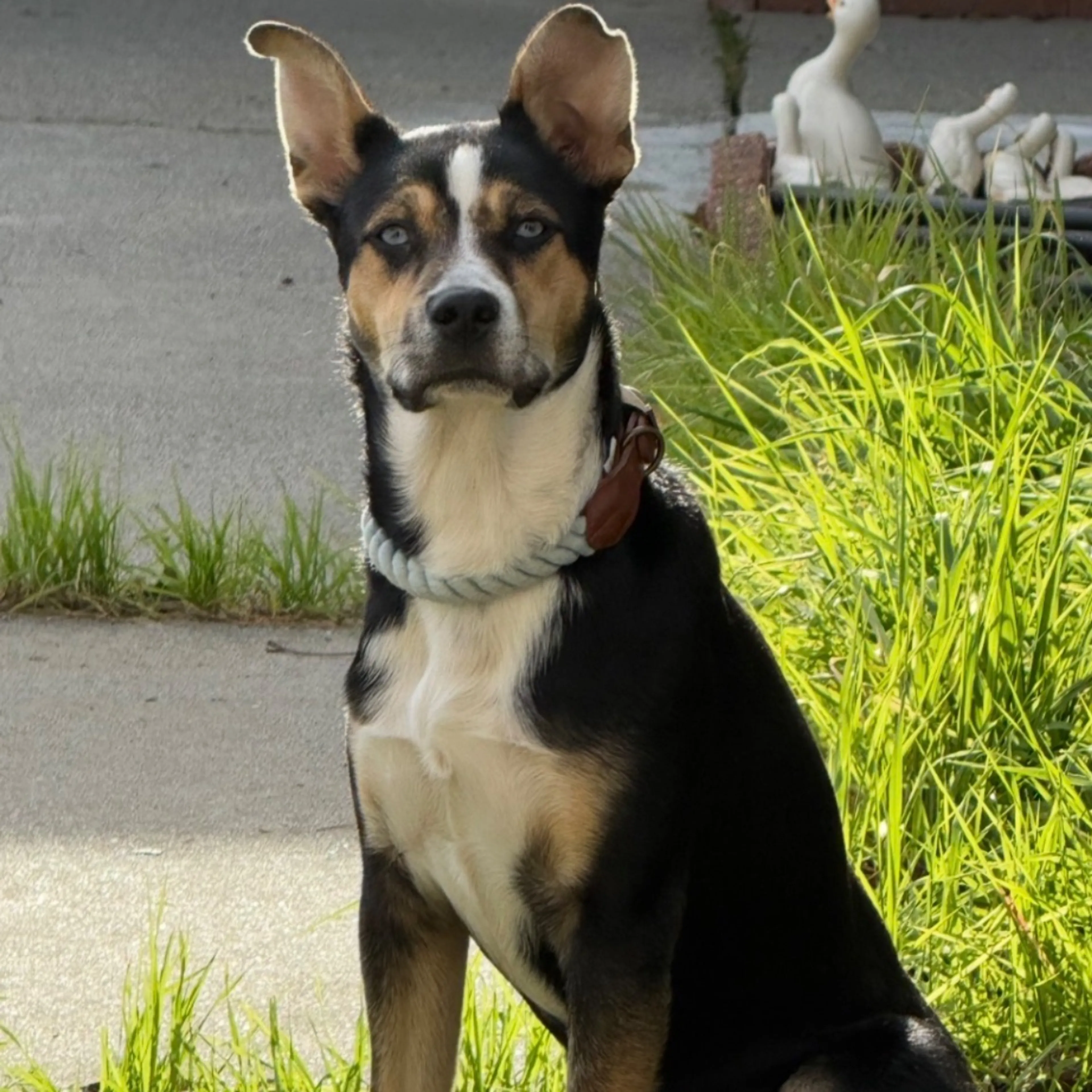 Lost pet