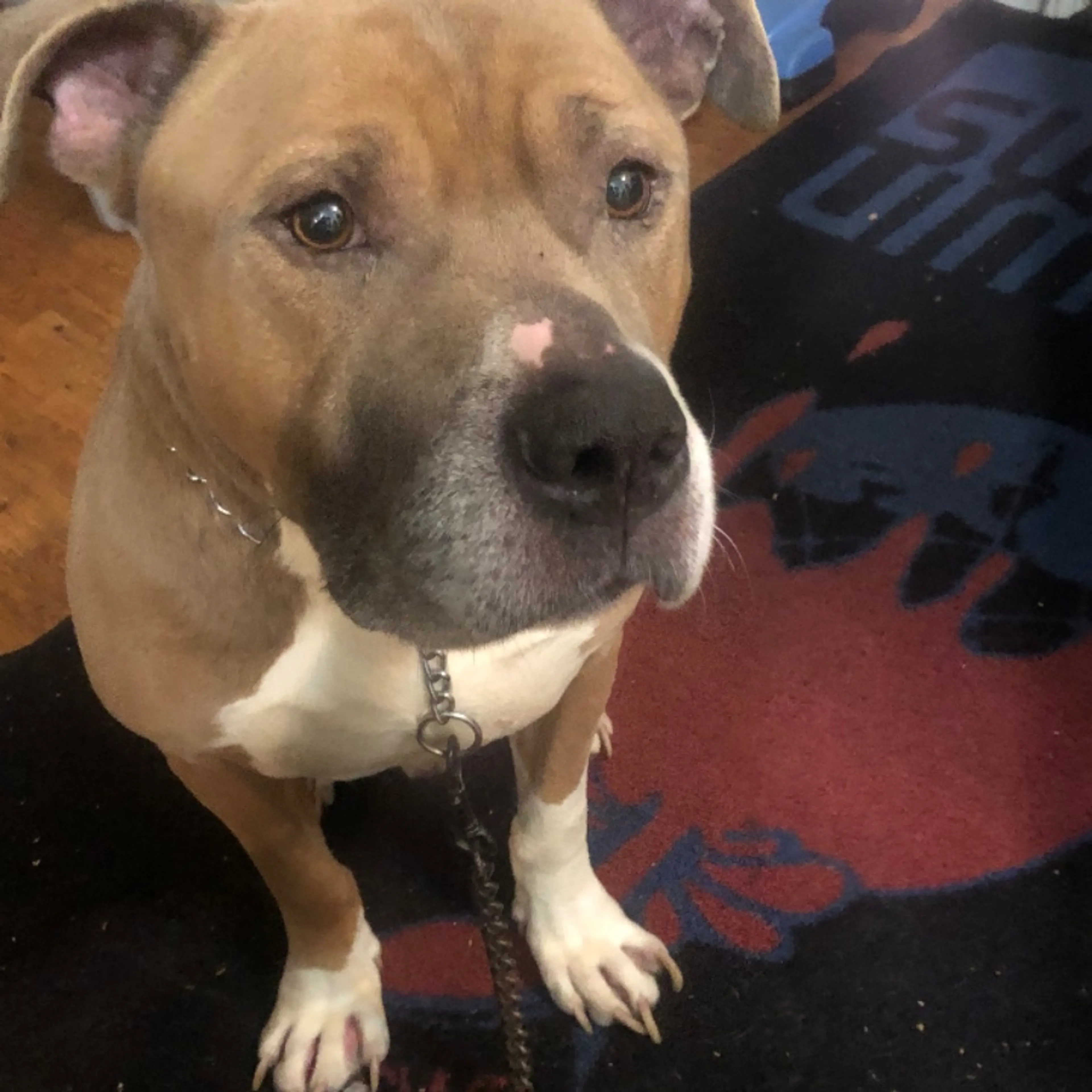 Lost pet