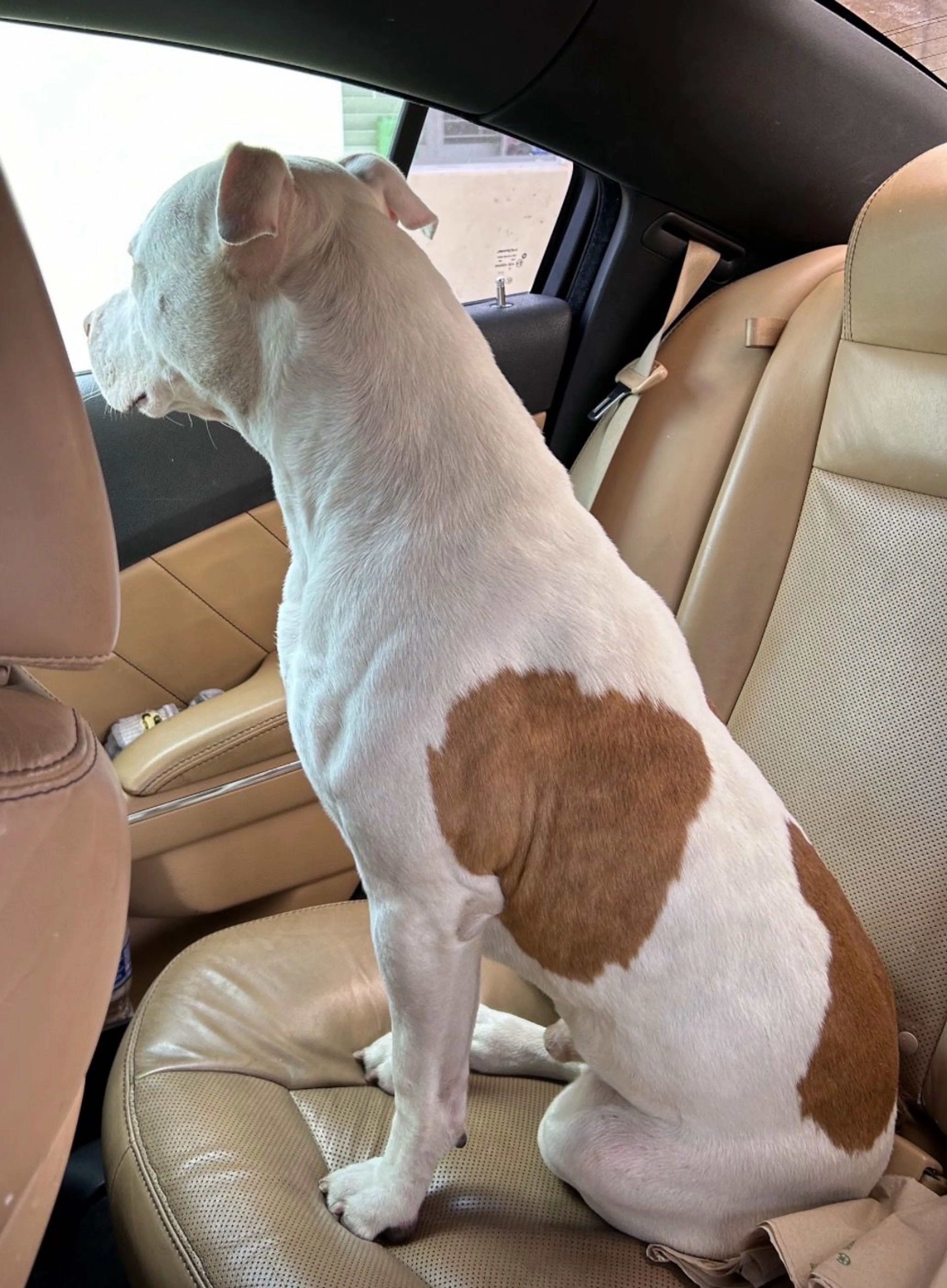 Lost pet-3