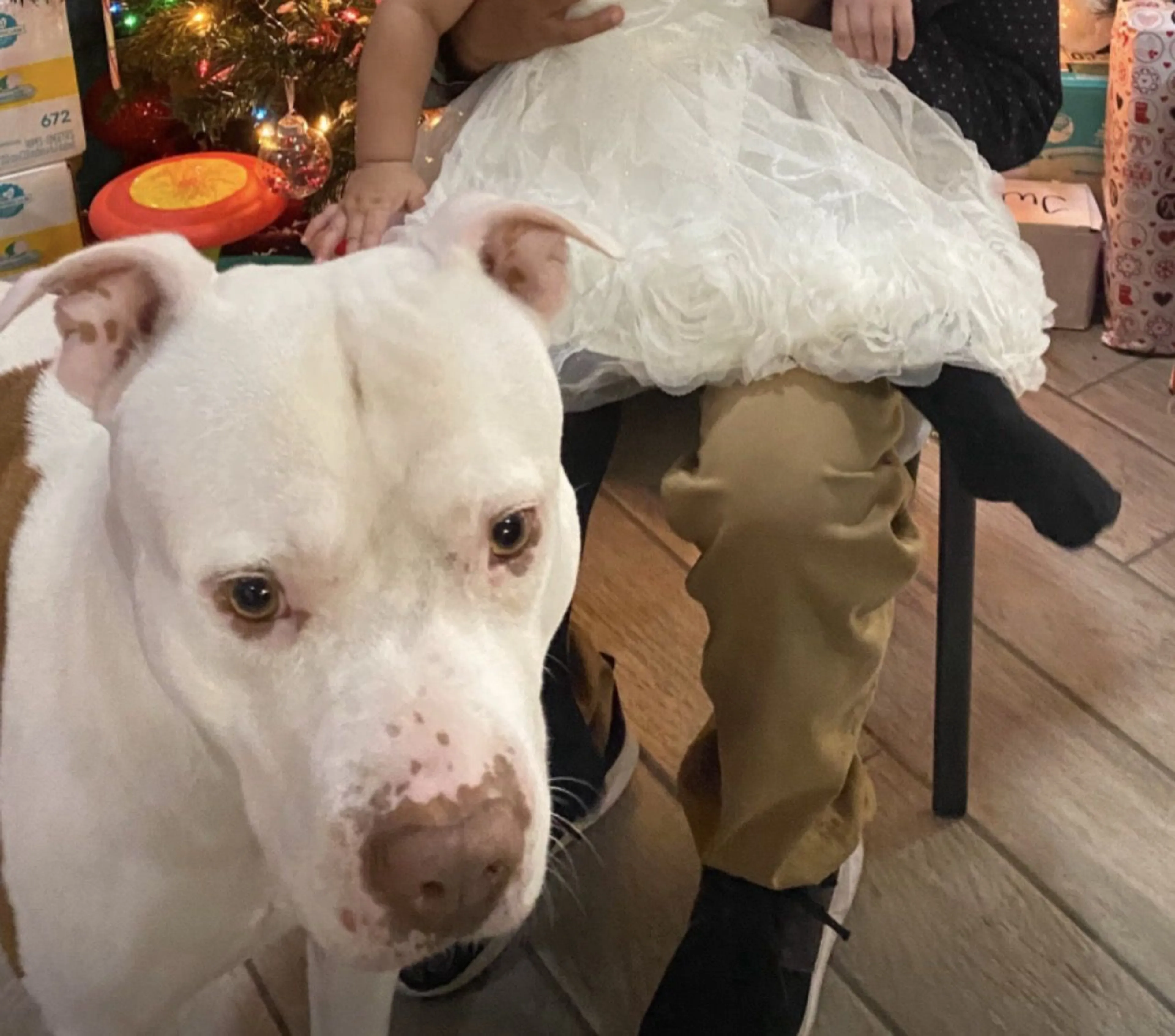 Lost pet-4
