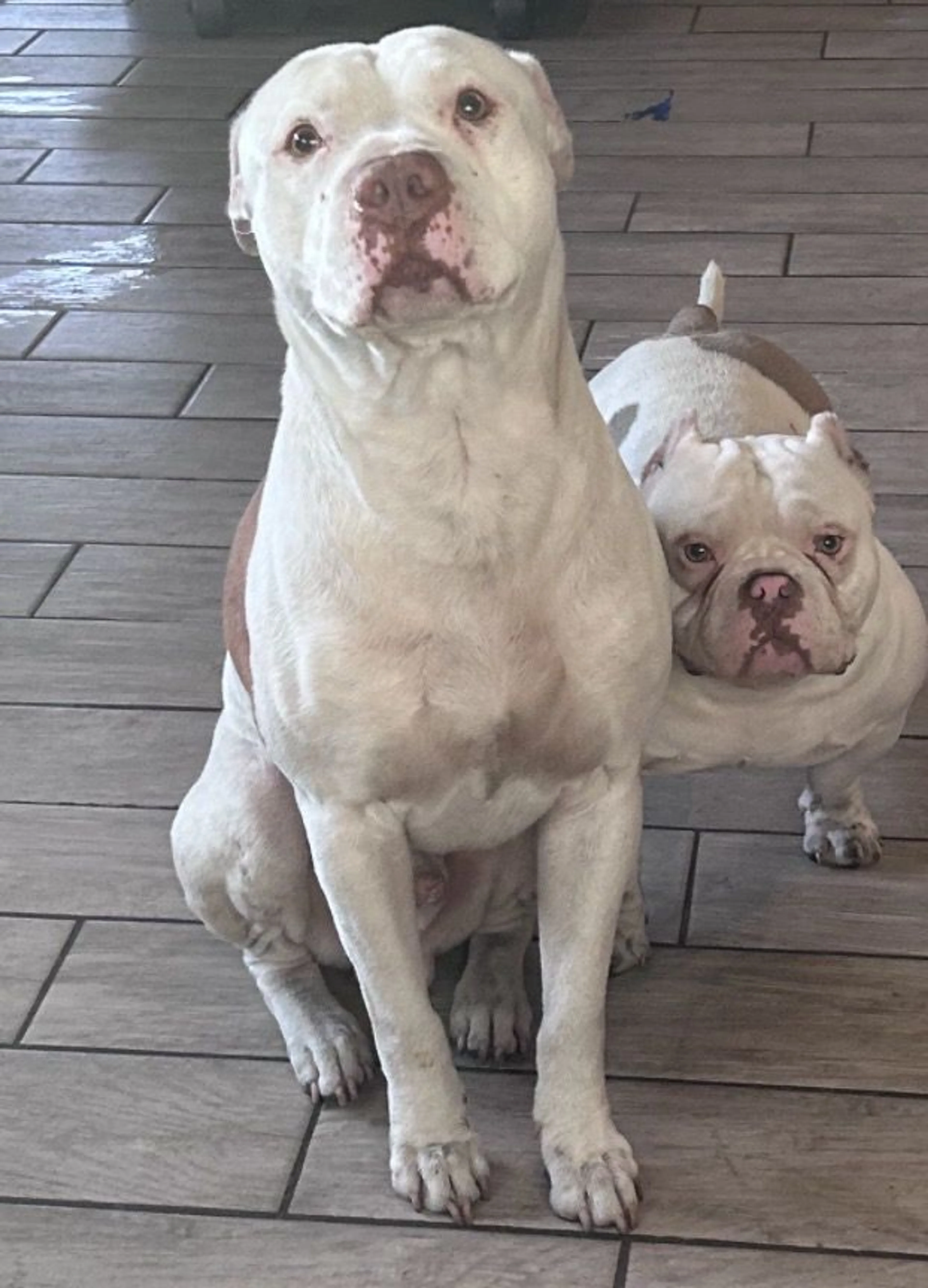 Lost pet-2