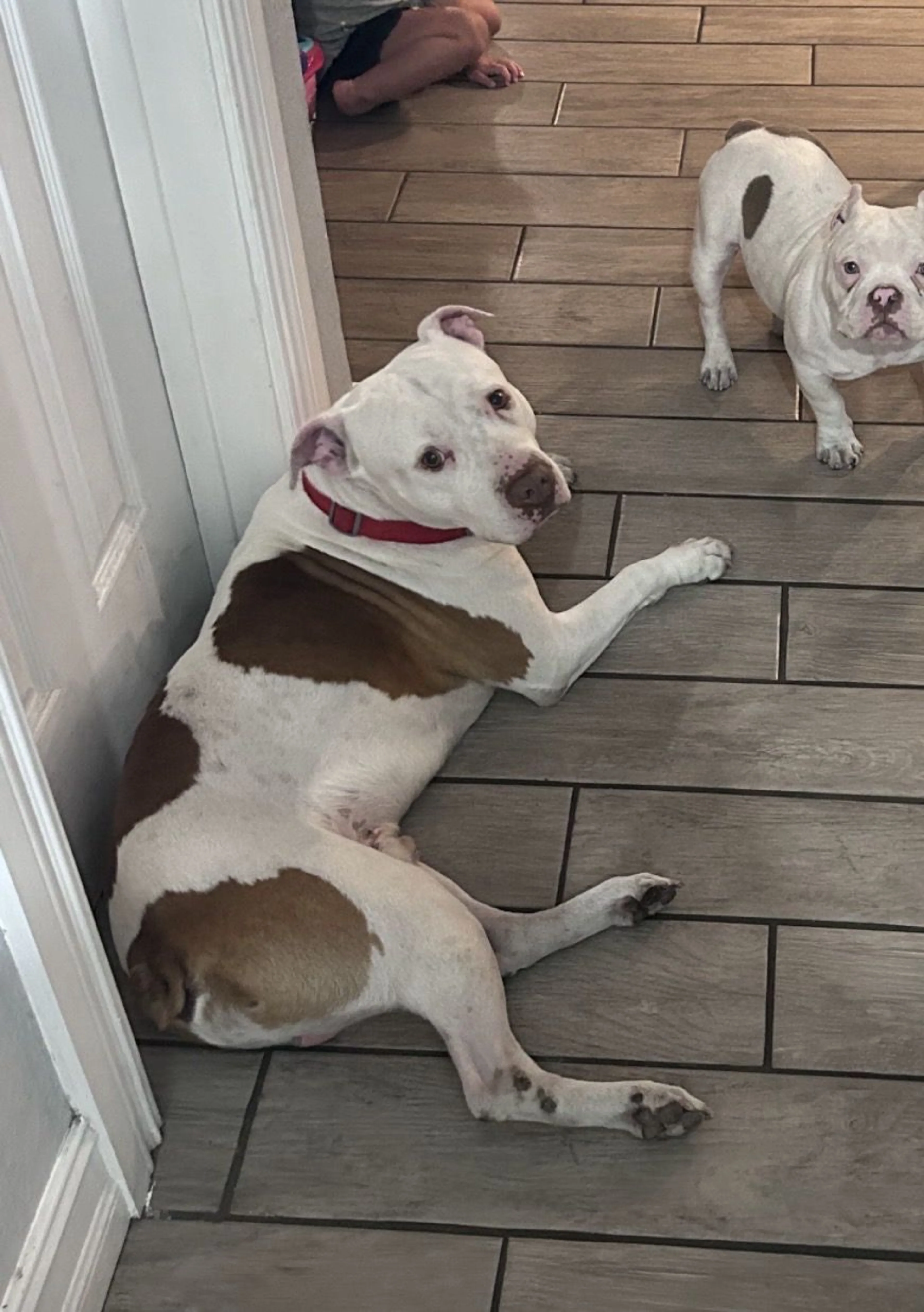 Lost pet-1