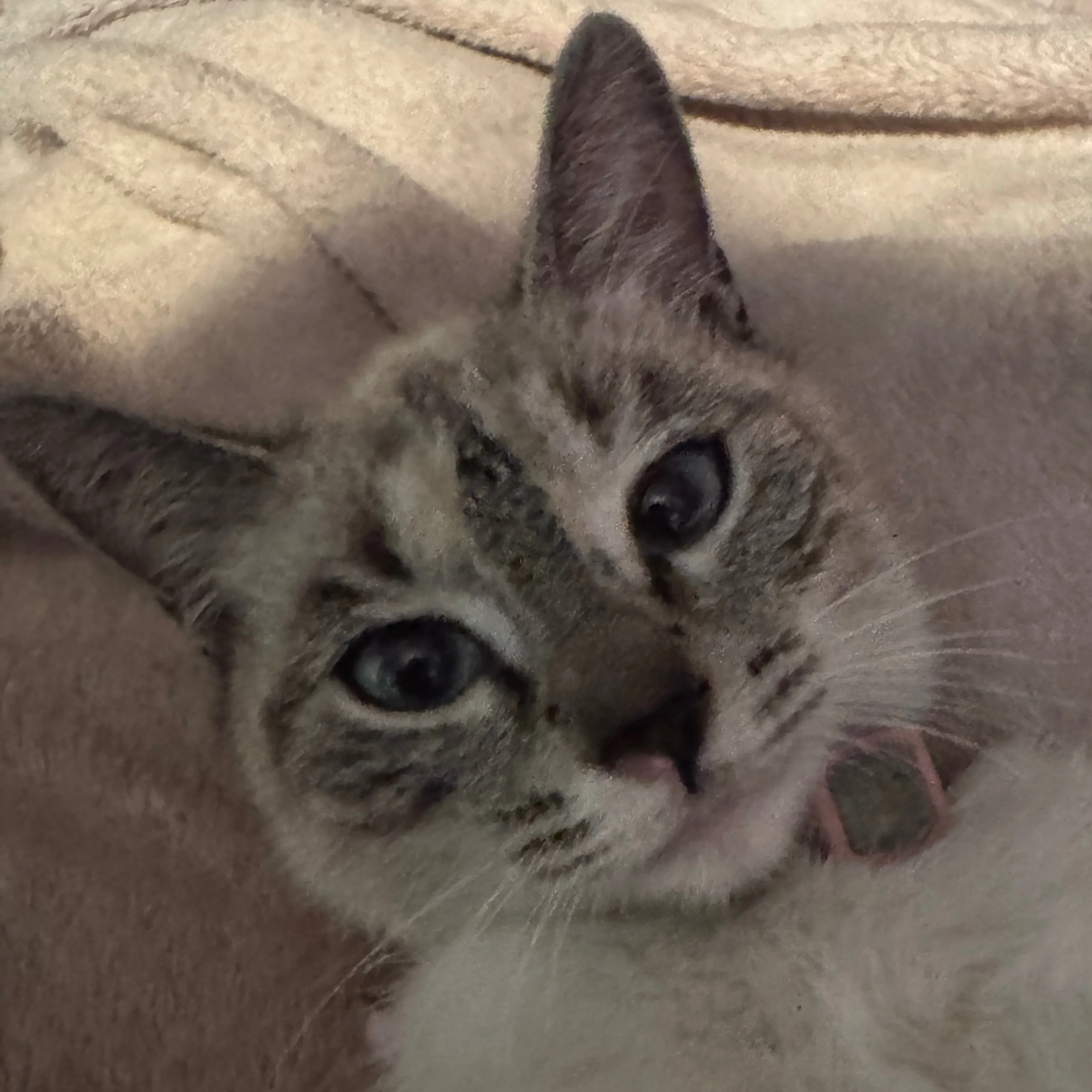 Lost pet-2