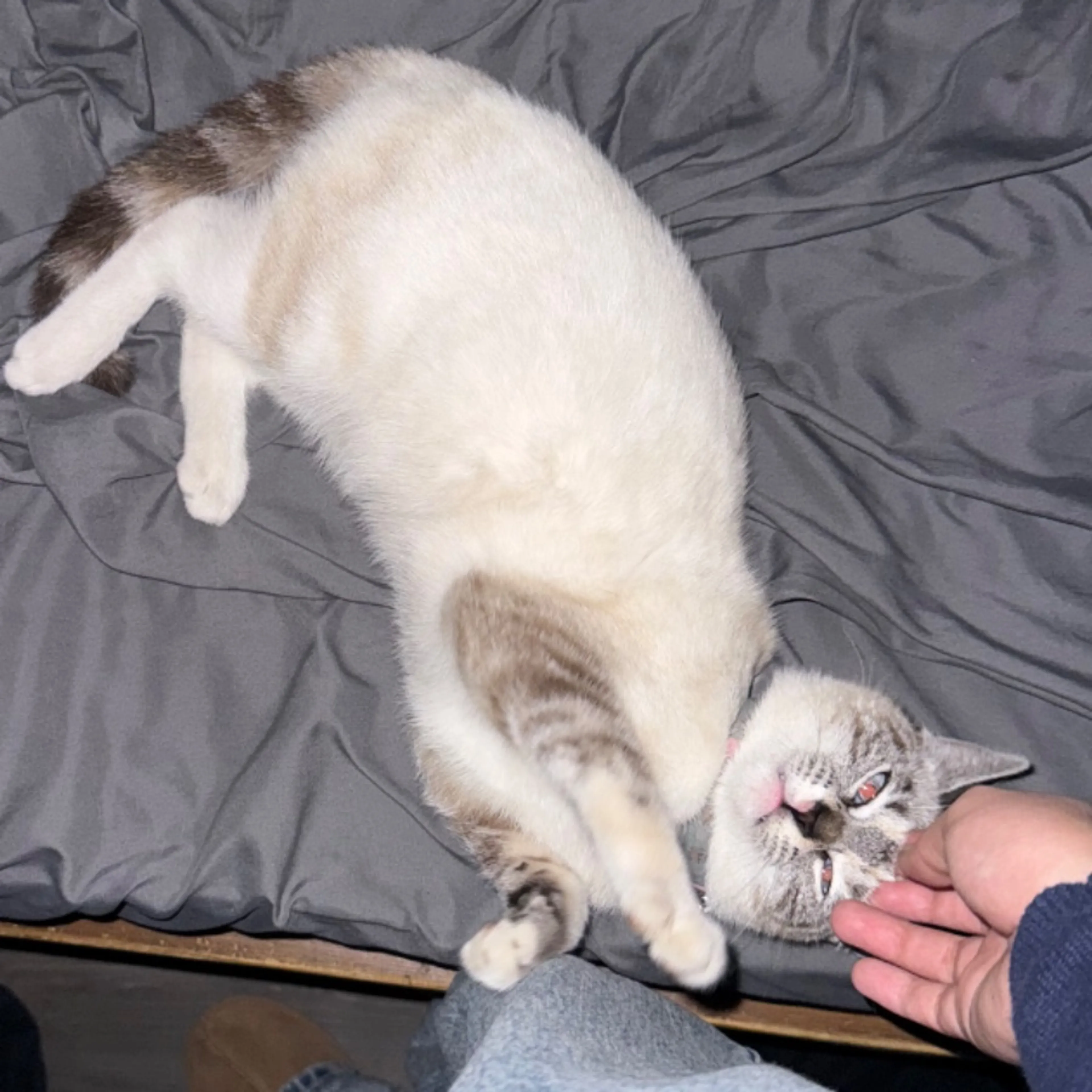 Lost pet-0