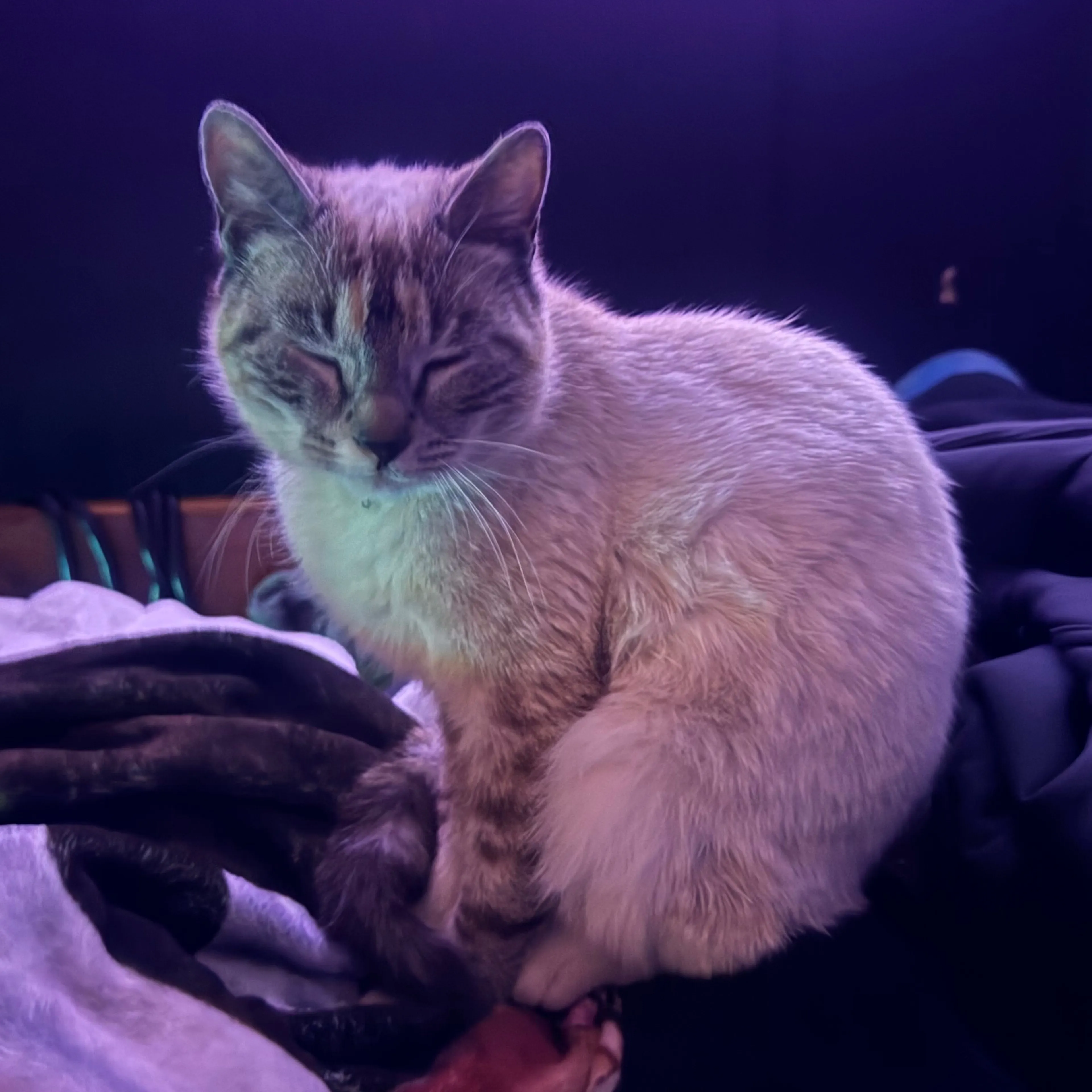 Lost pet-1