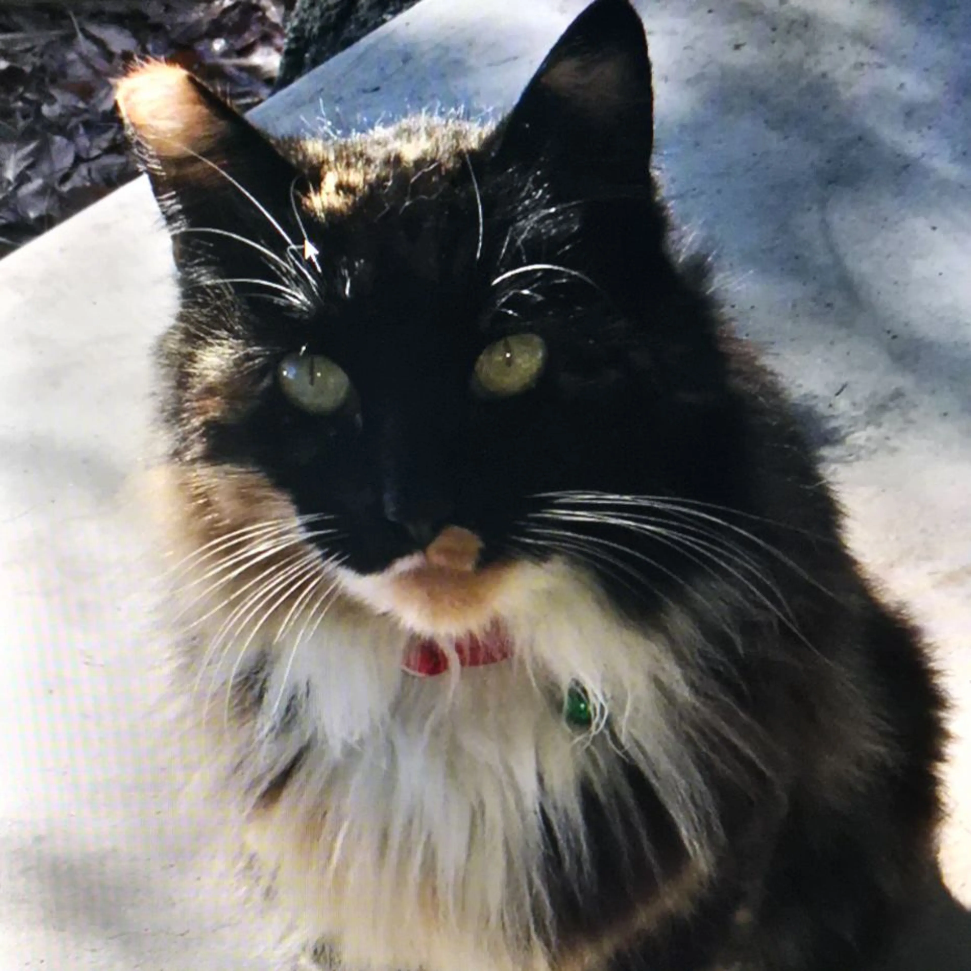 Lost pet