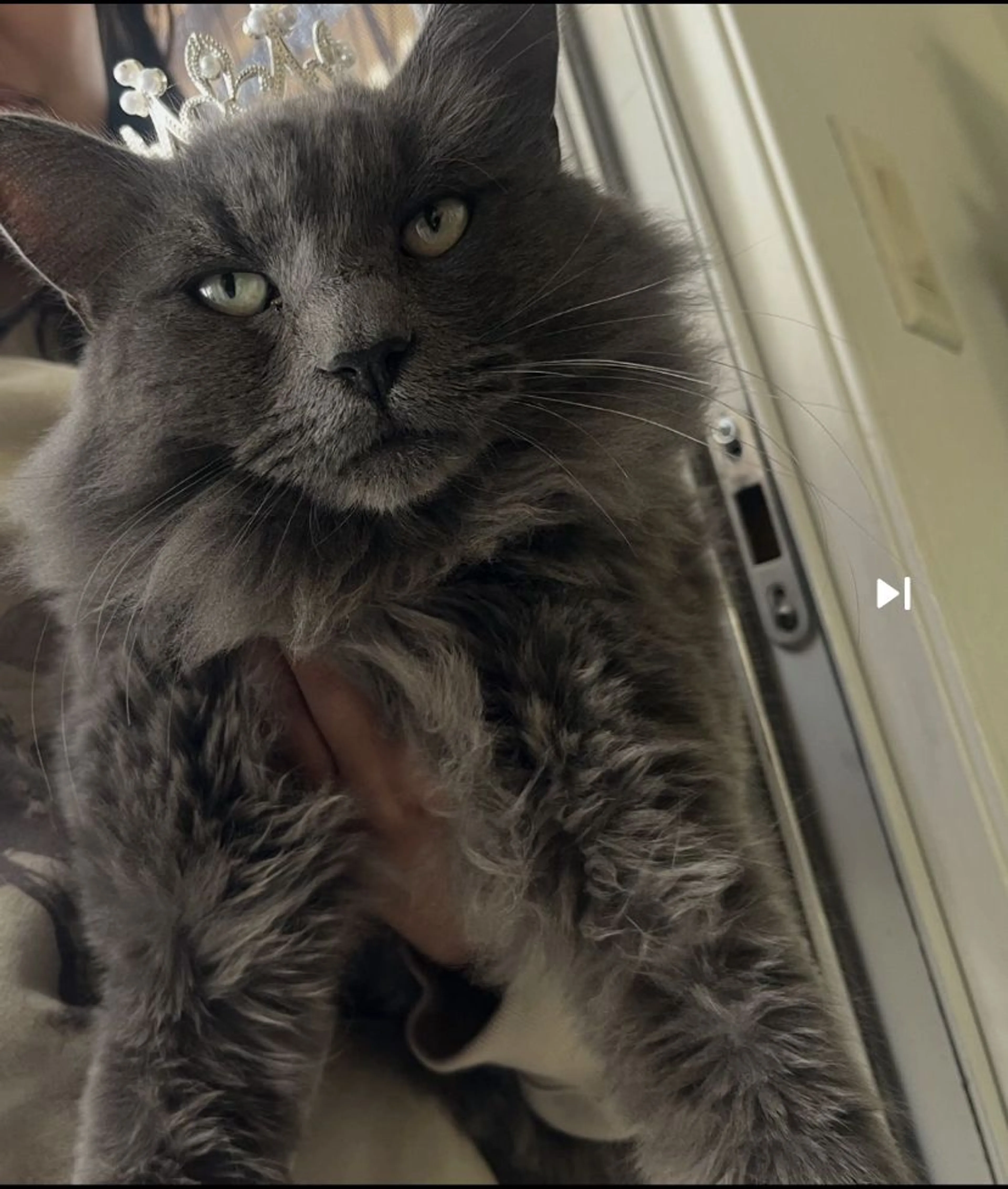 Lost pet-0