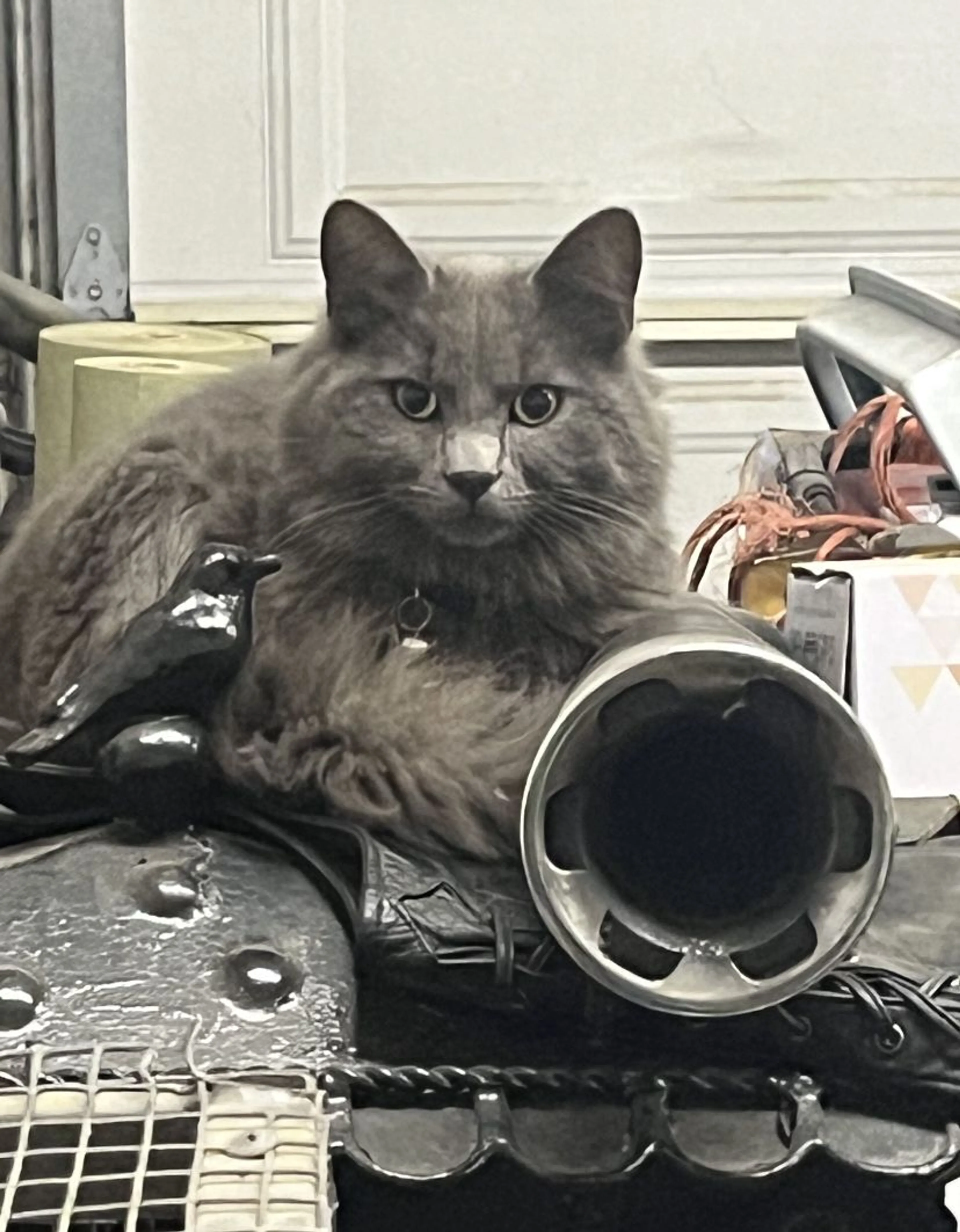Lost pet-1