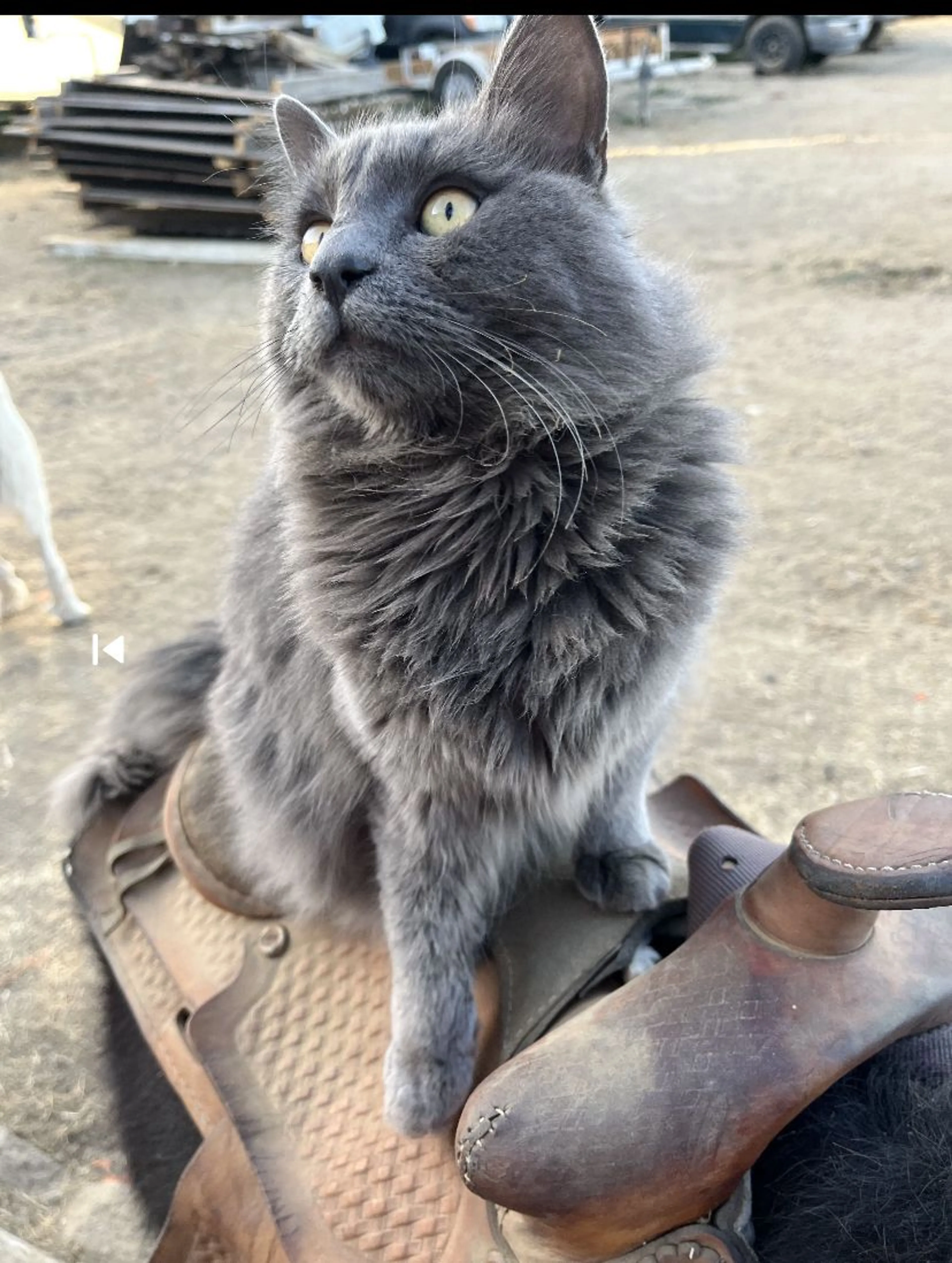 Lost pet-2