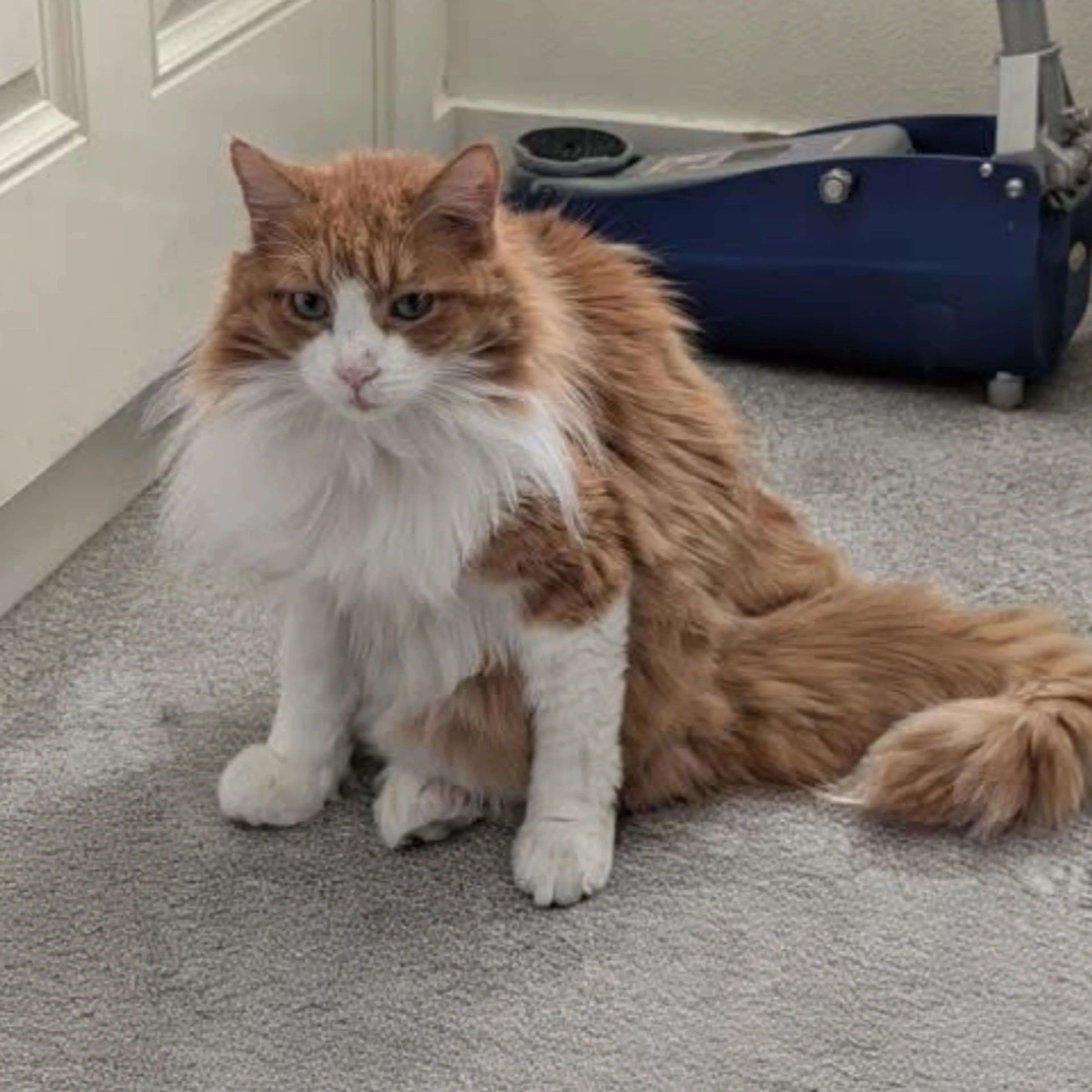 Lost pet-0