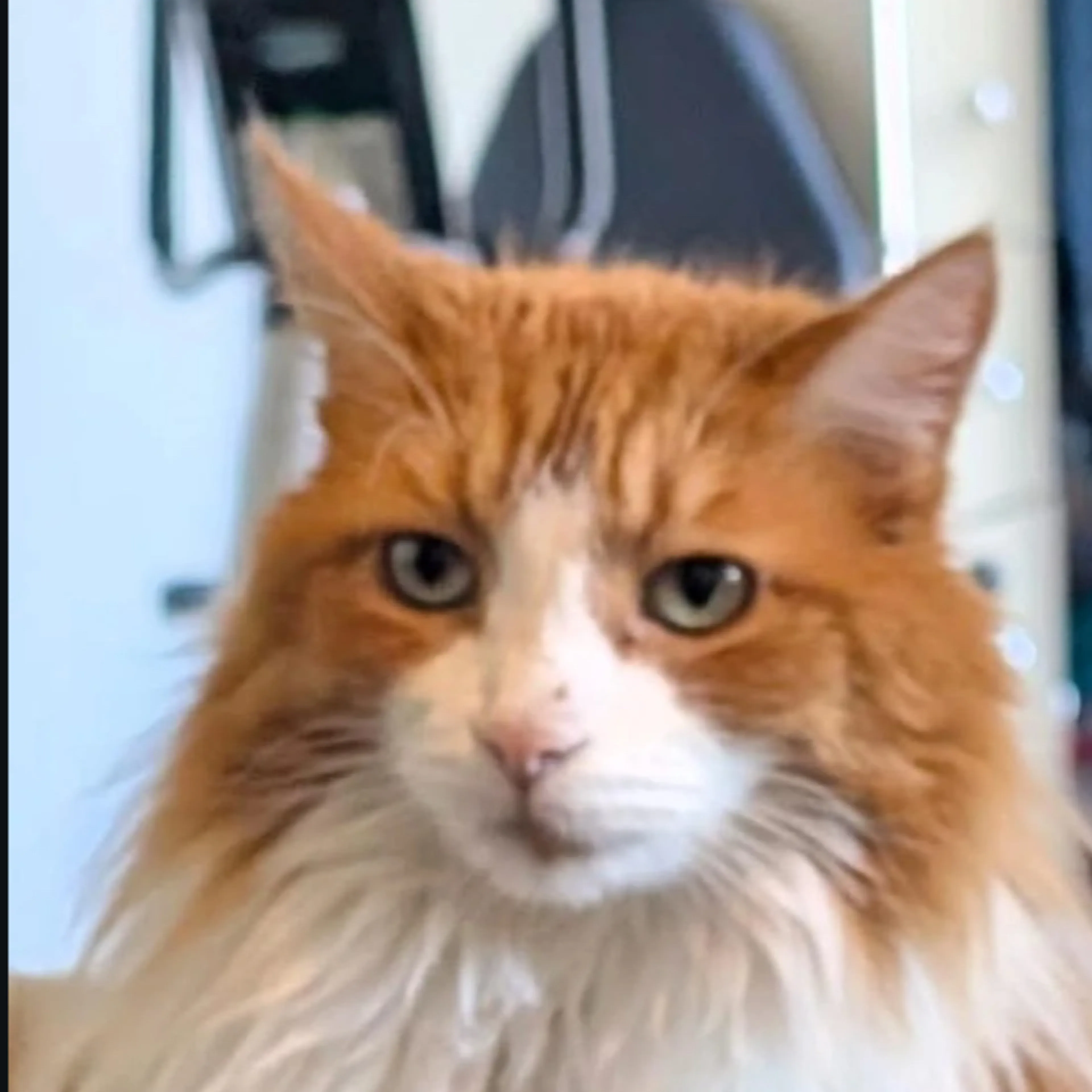 Lost pet-2