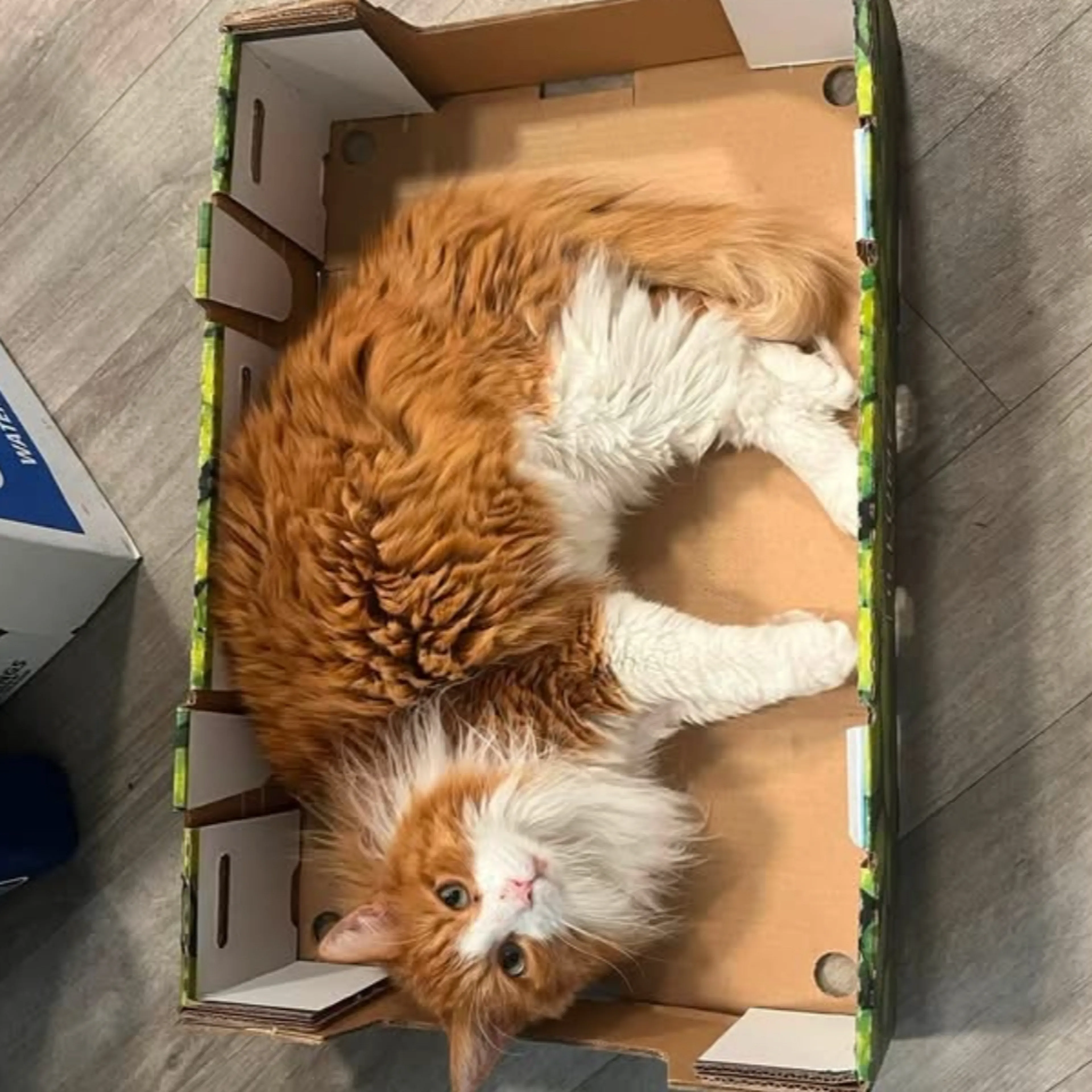 Lost pet-1