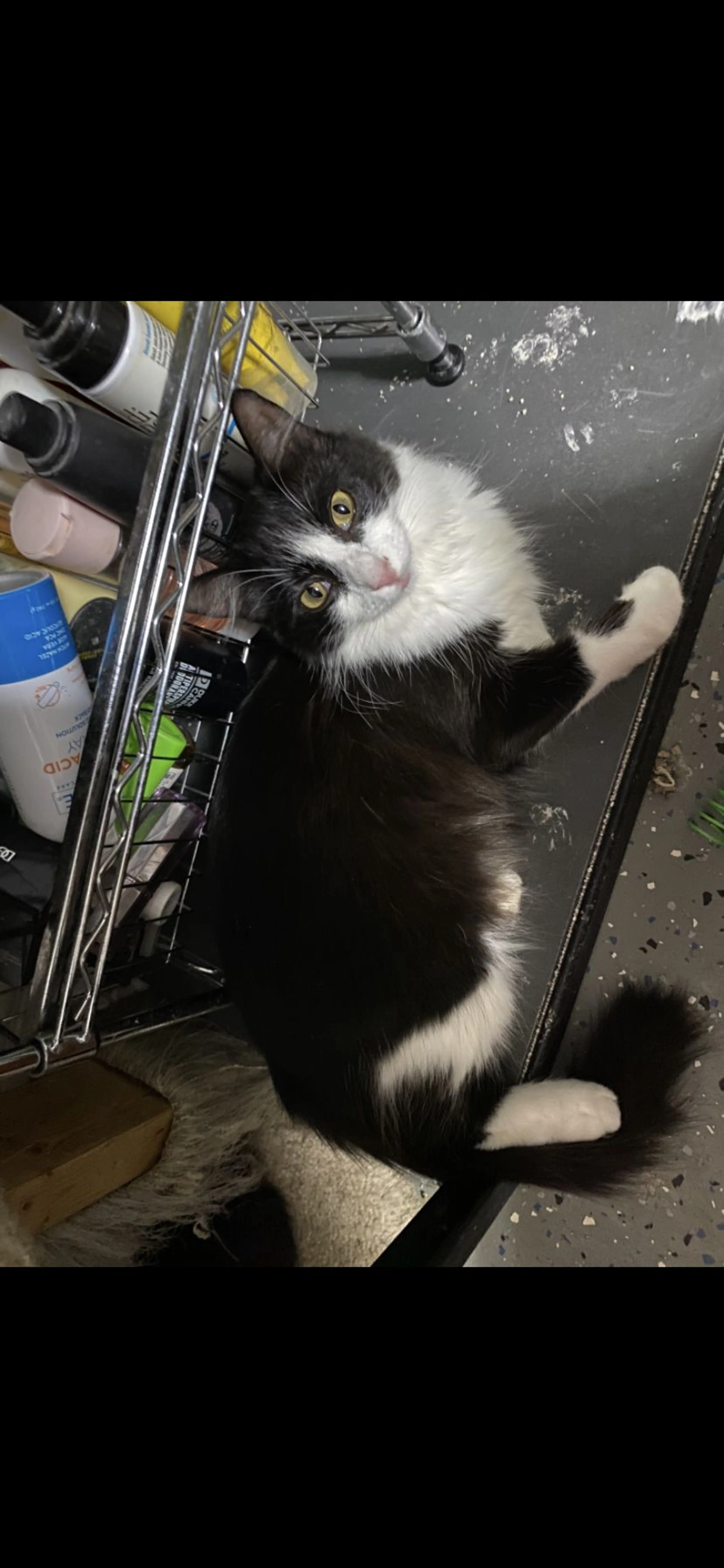 Lost pet-1