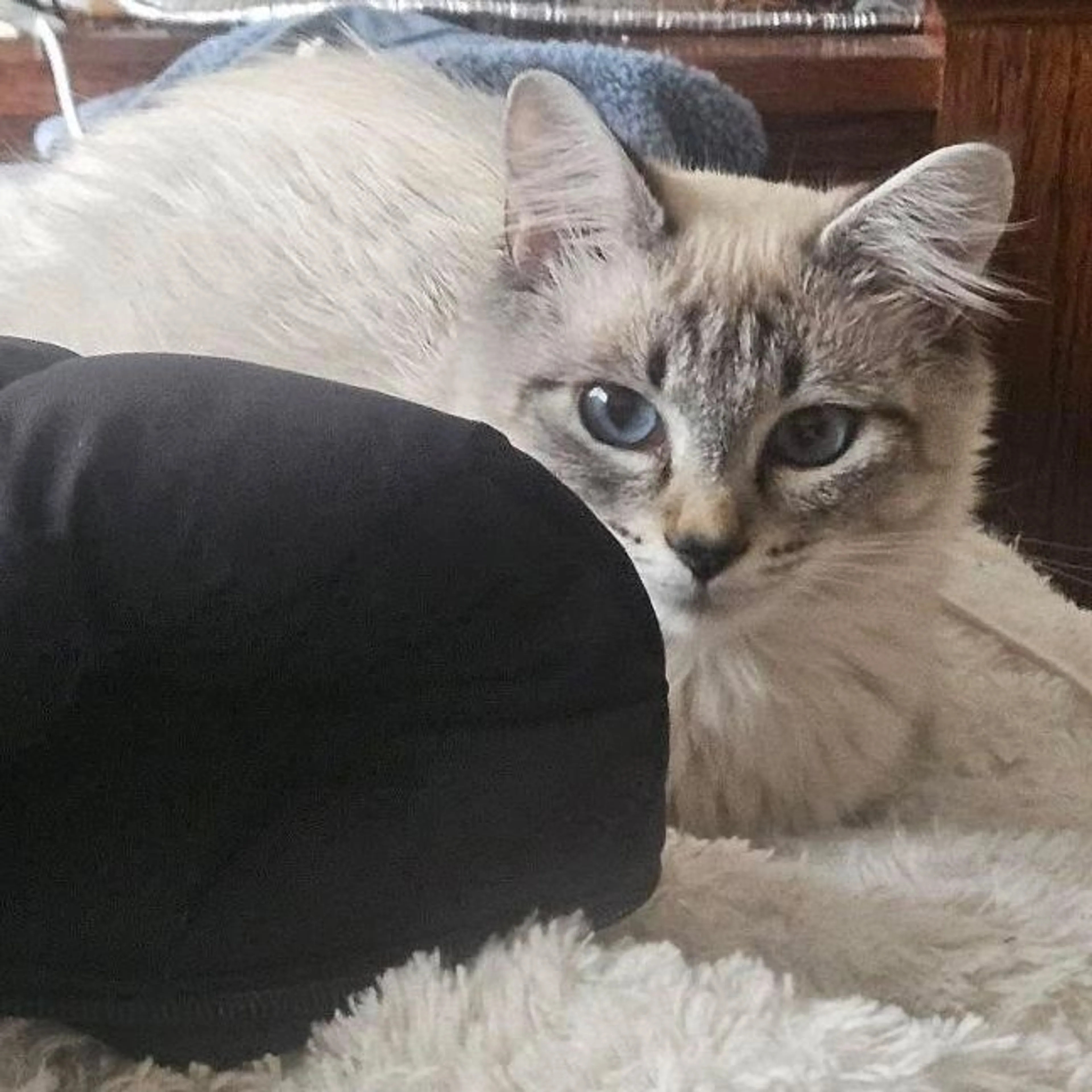 Lost pet-0