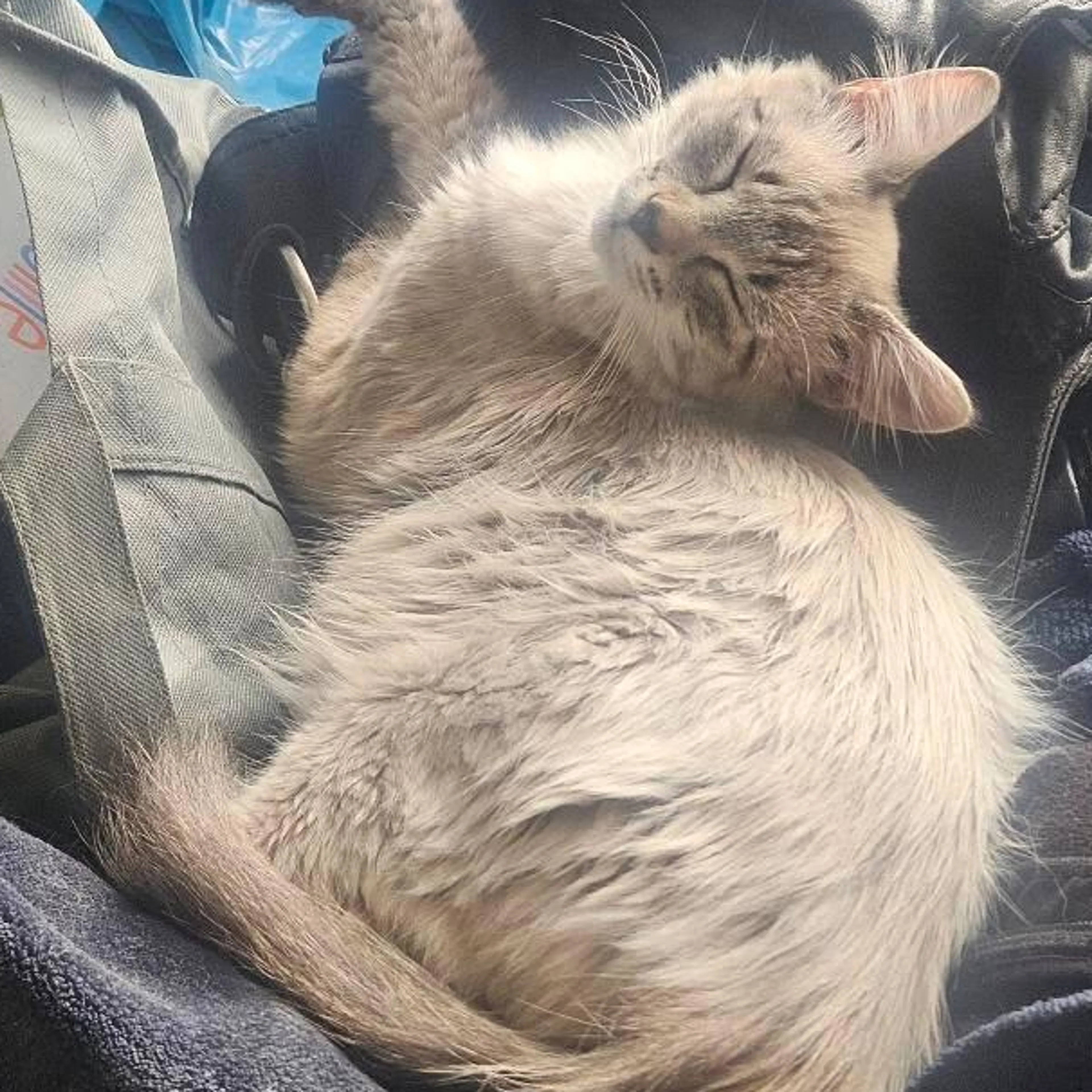Lost pet-1