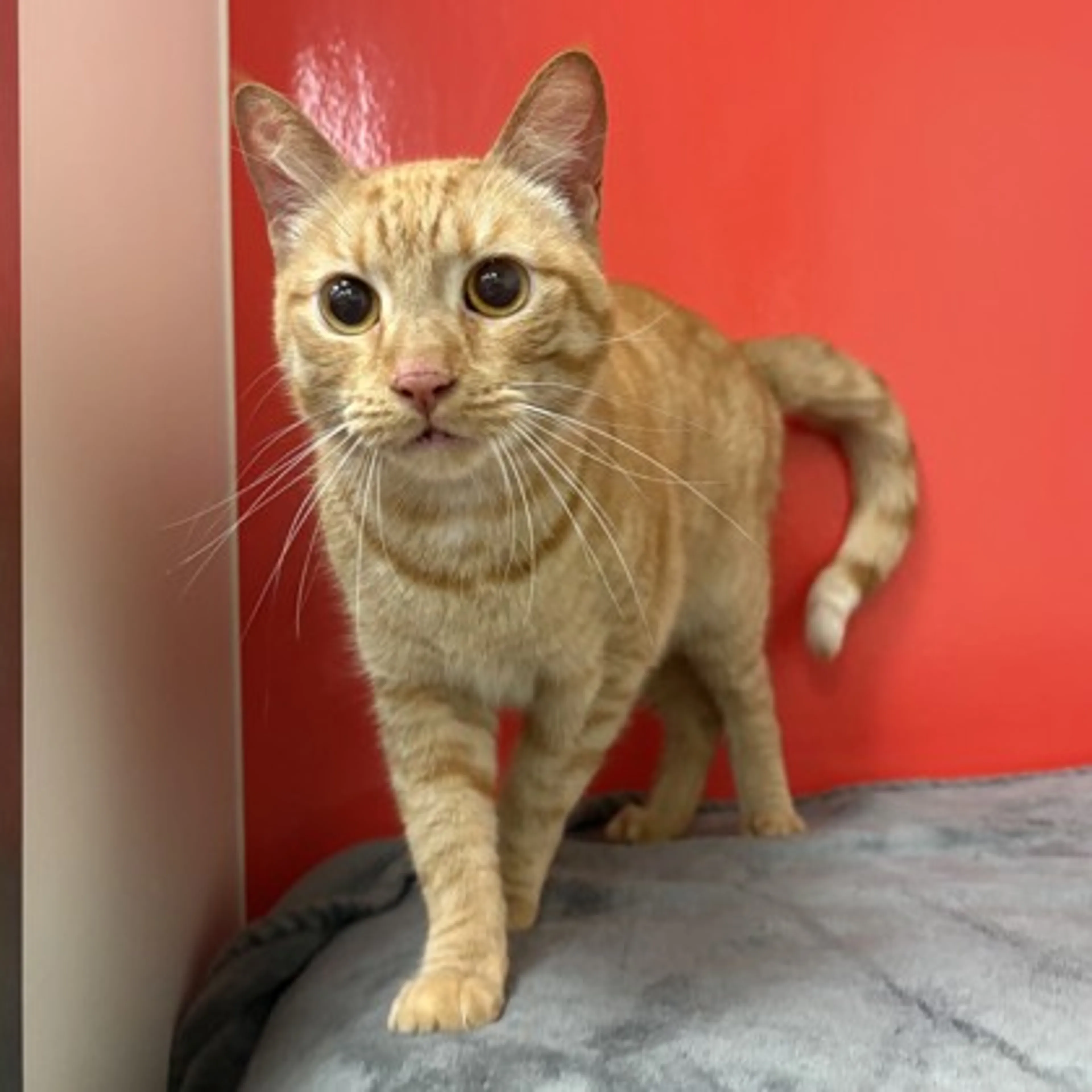 Found pet