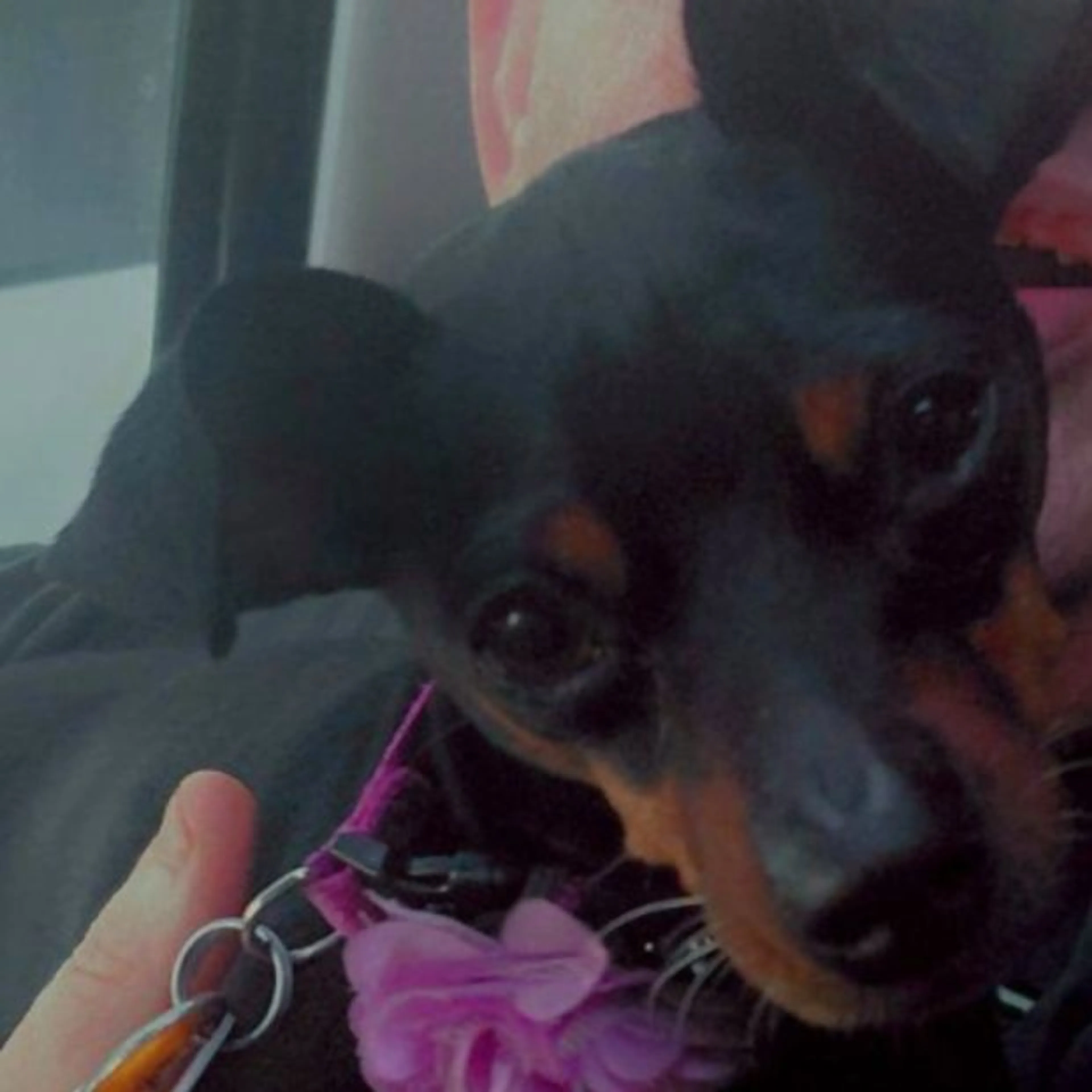 Lost pet