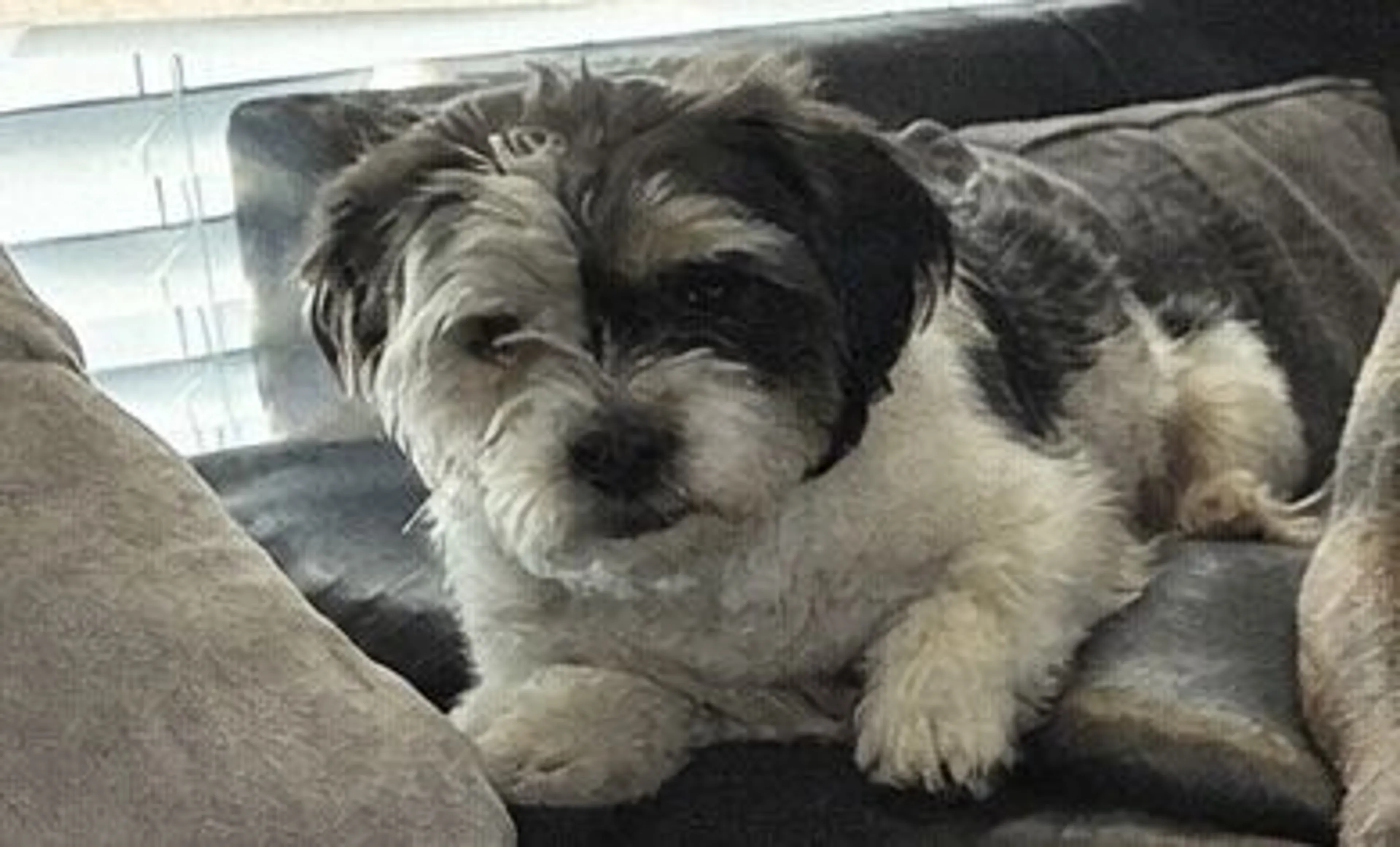 Lost pet