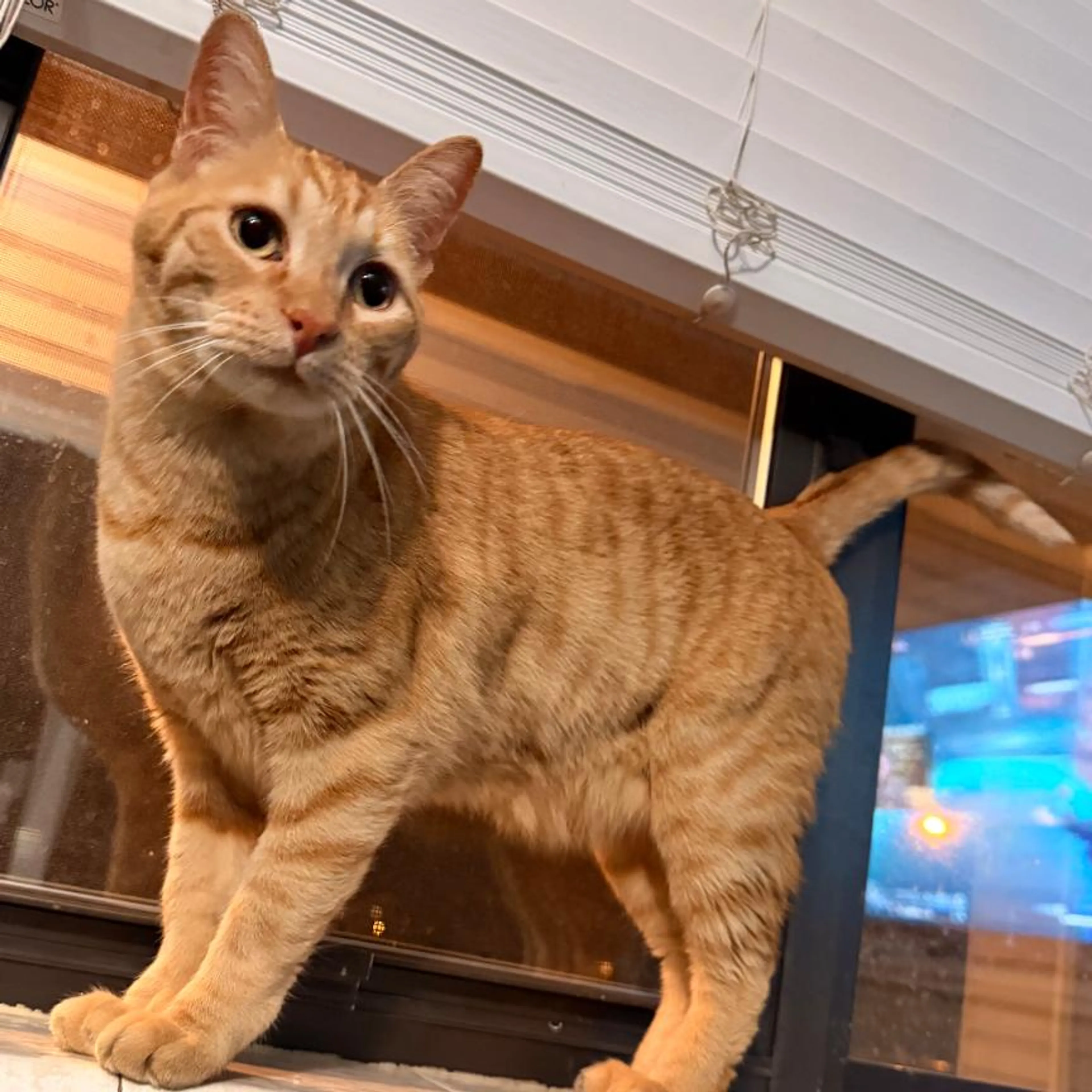 Found pet