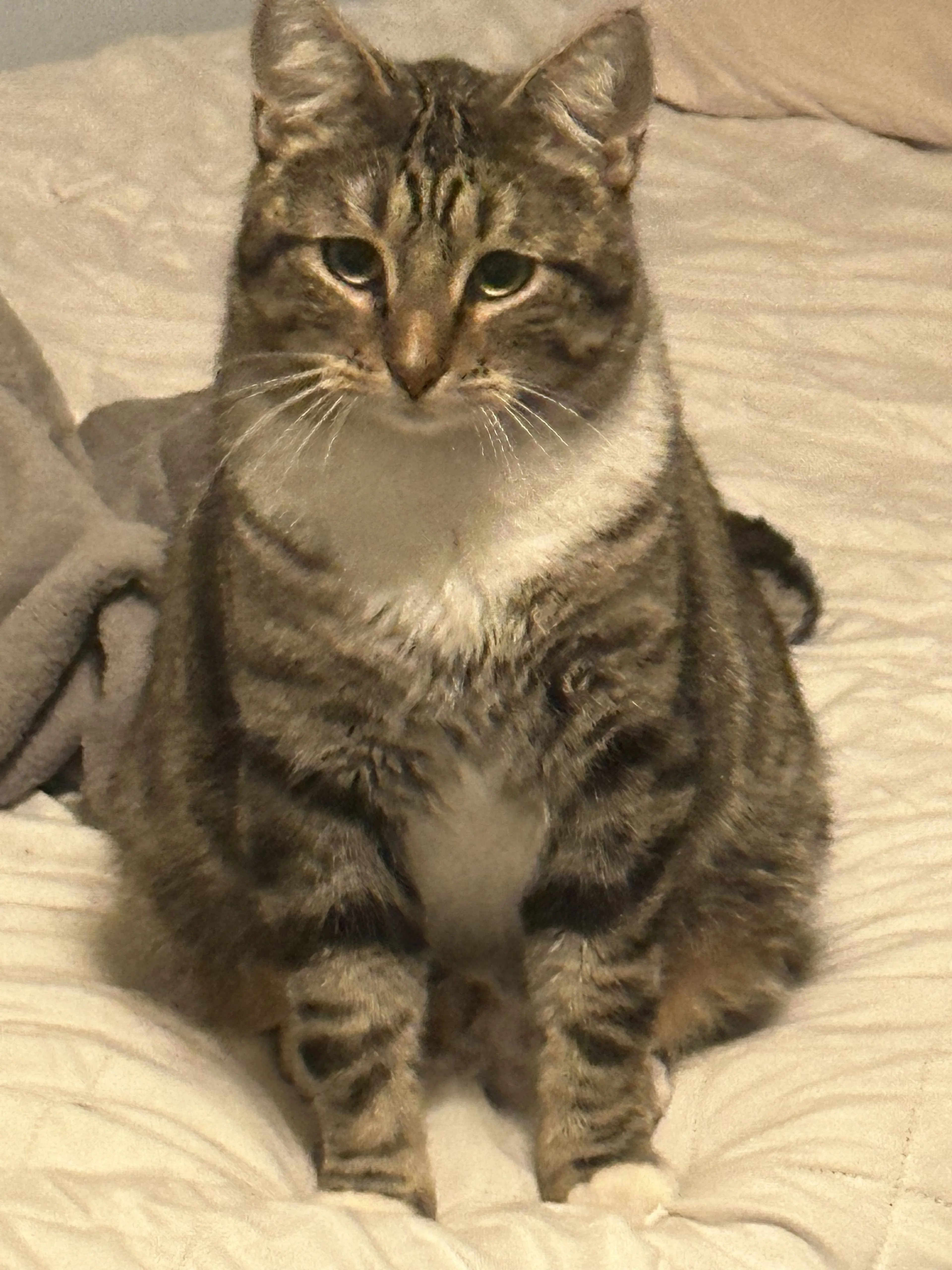 Lost pet-0